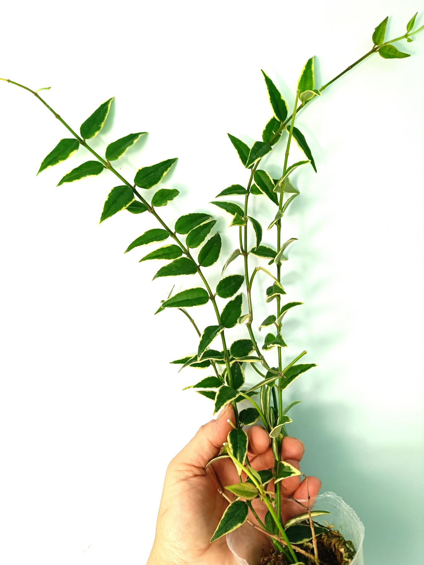Hoya Bella Variegata