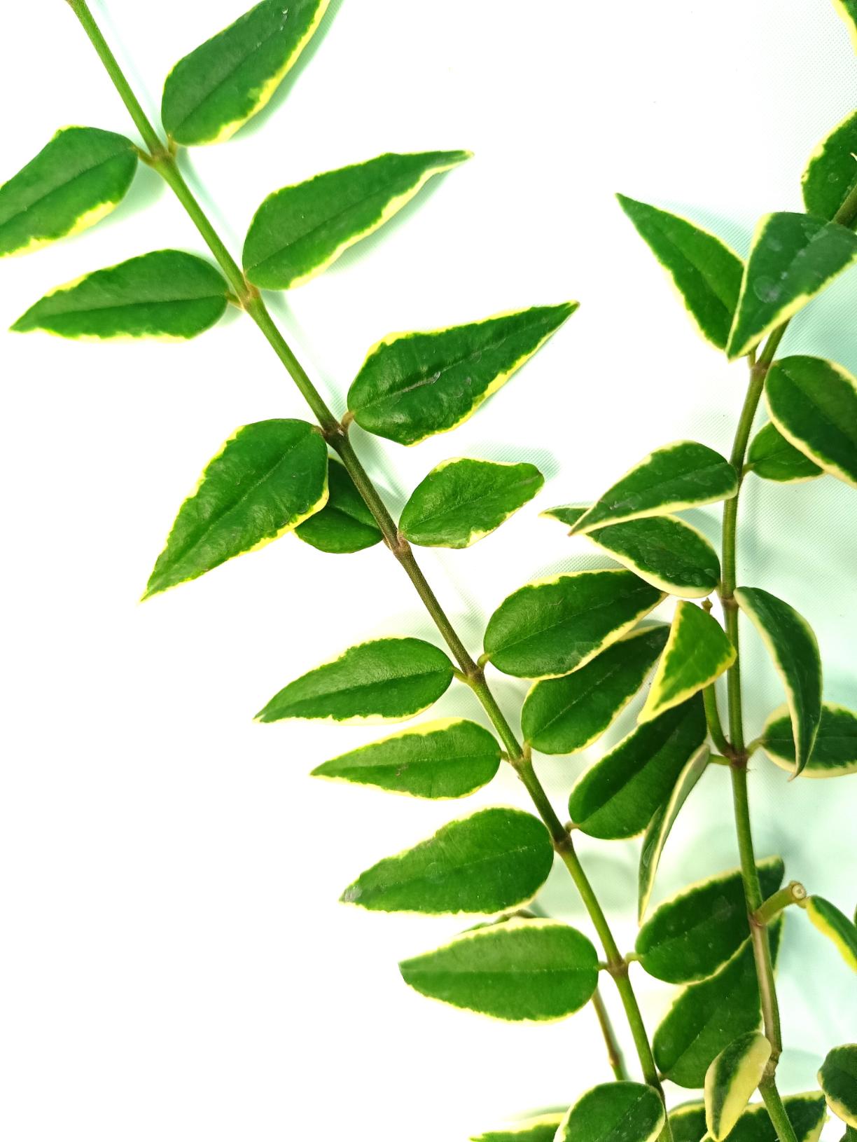 Hoya Bella Variegata 2