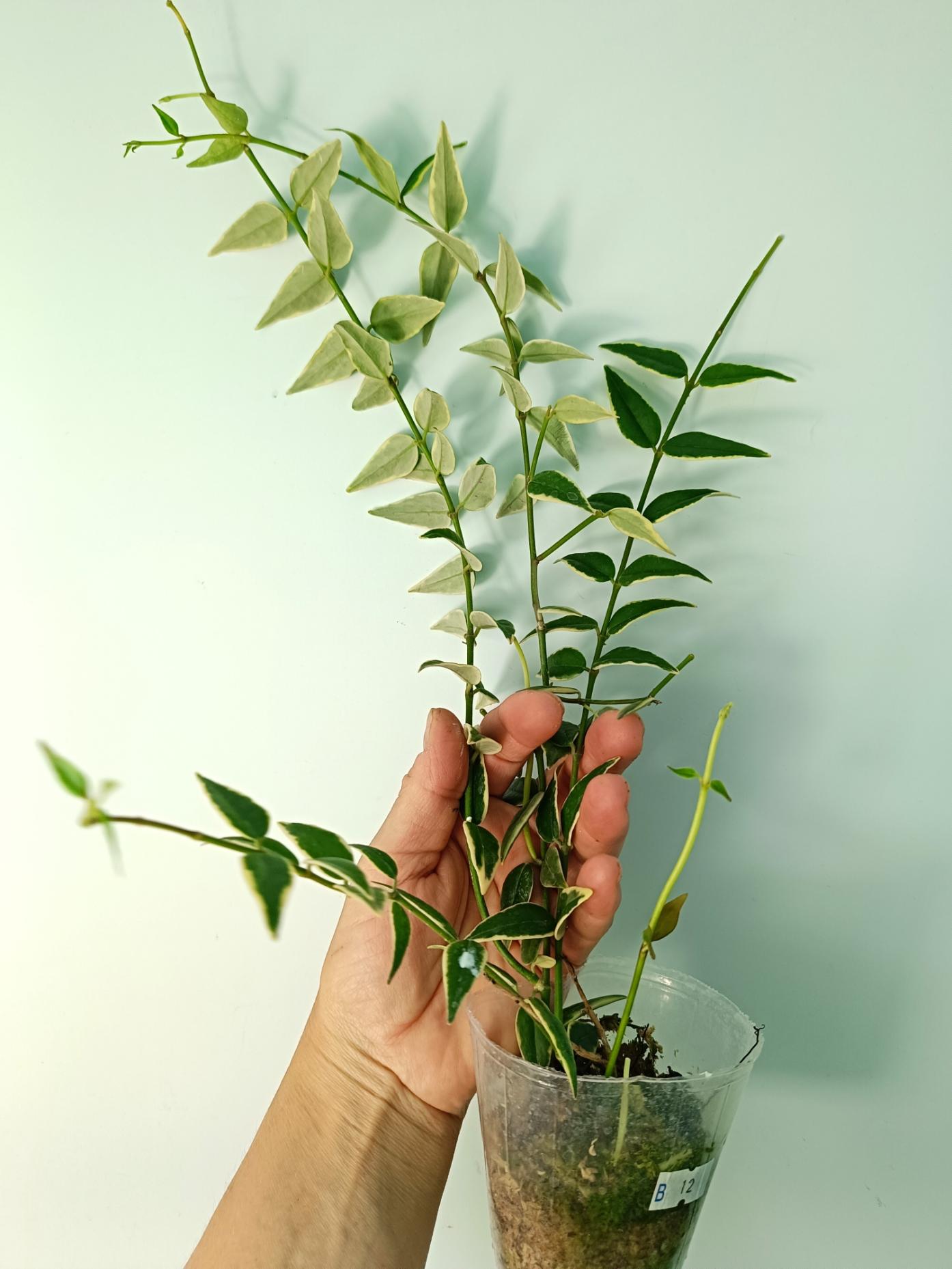Hoya Bella Variegata 5