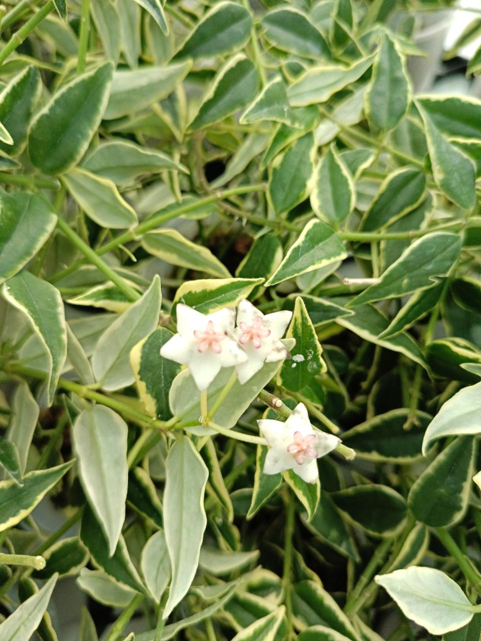 Hoya Bella Variegata 7