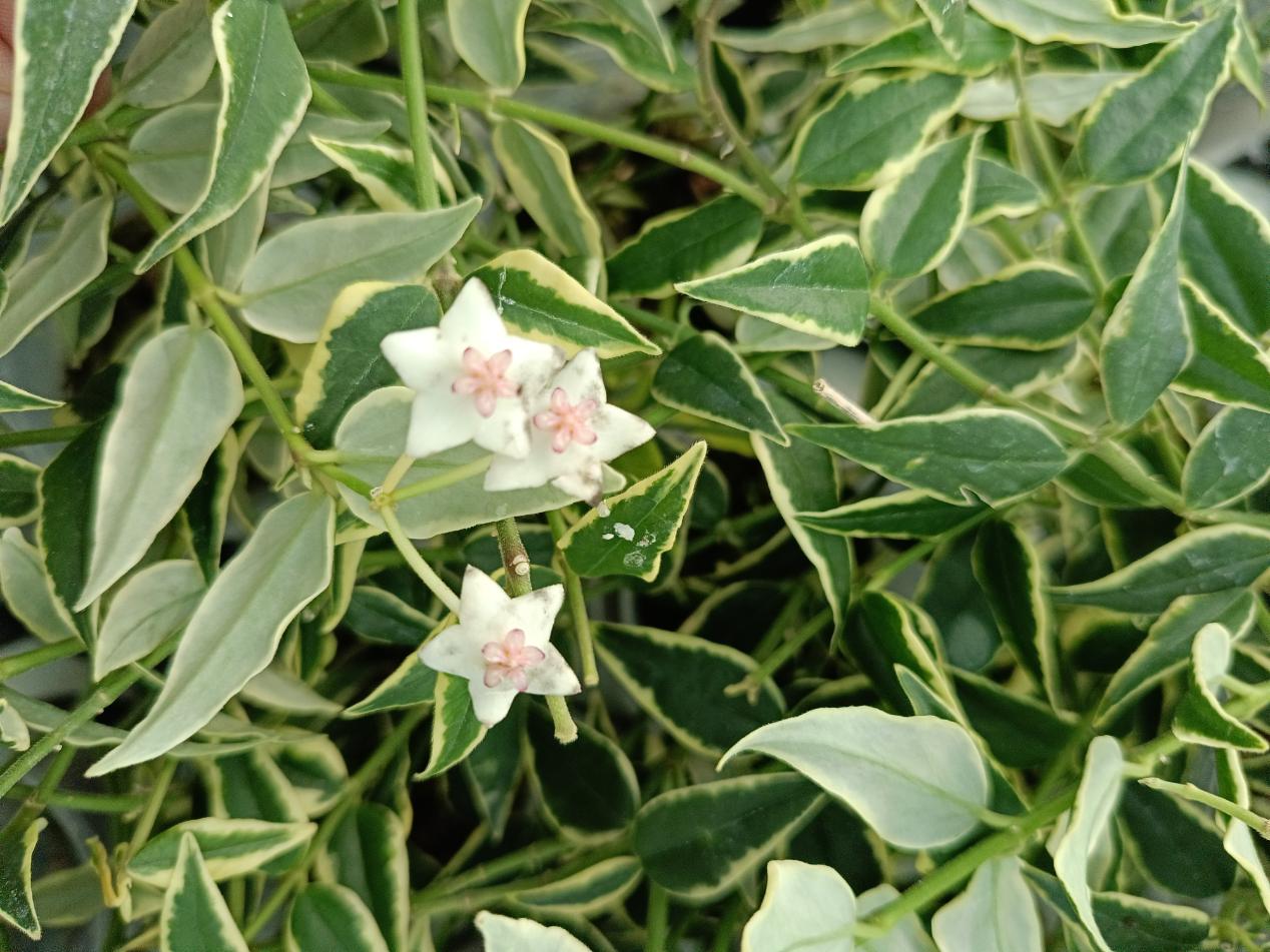 Hoya Bella Variegata 8
