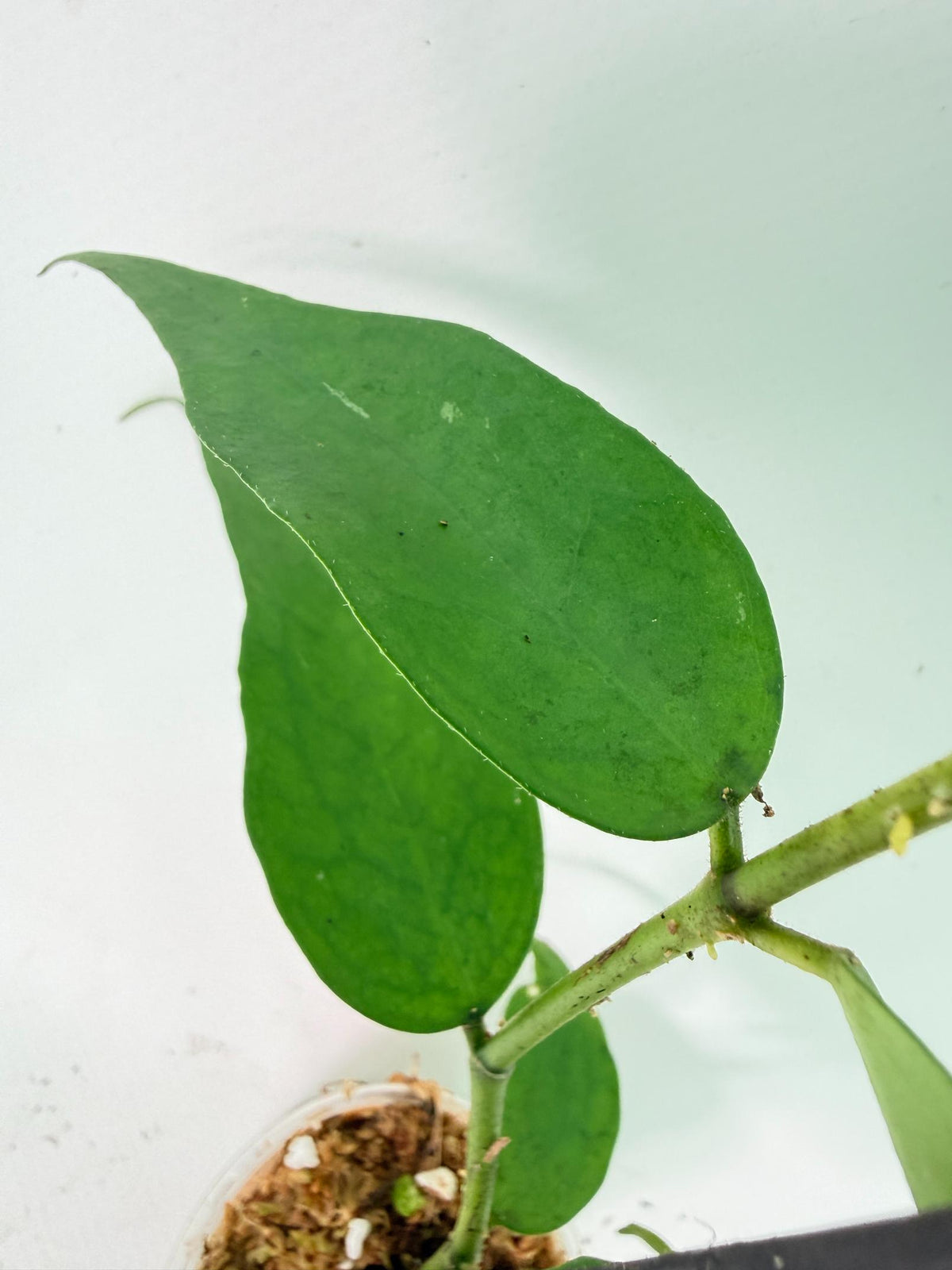 Hoya Burmanica 8