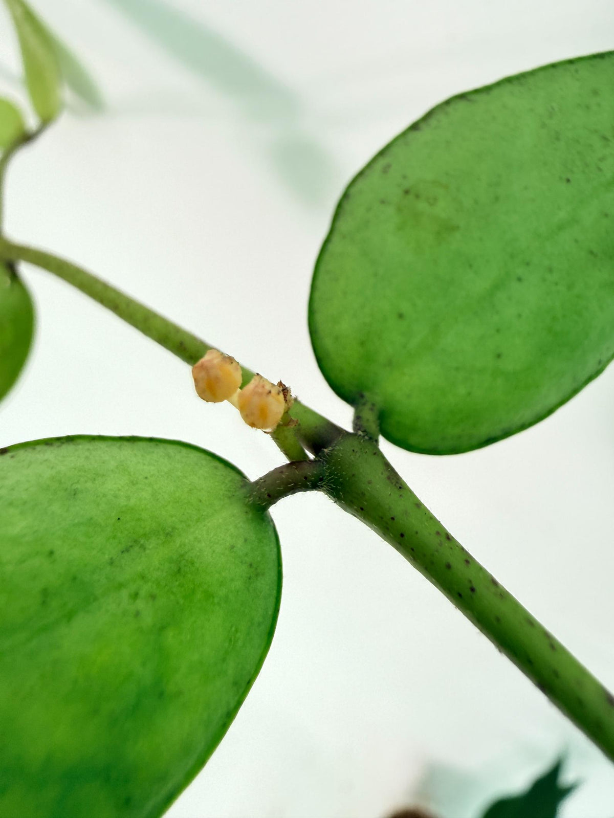 Hoya Burmanica 09