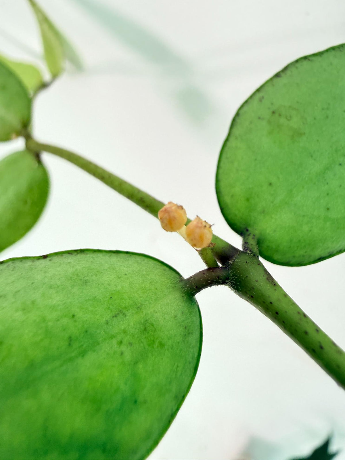 Hoya Burmanica 10