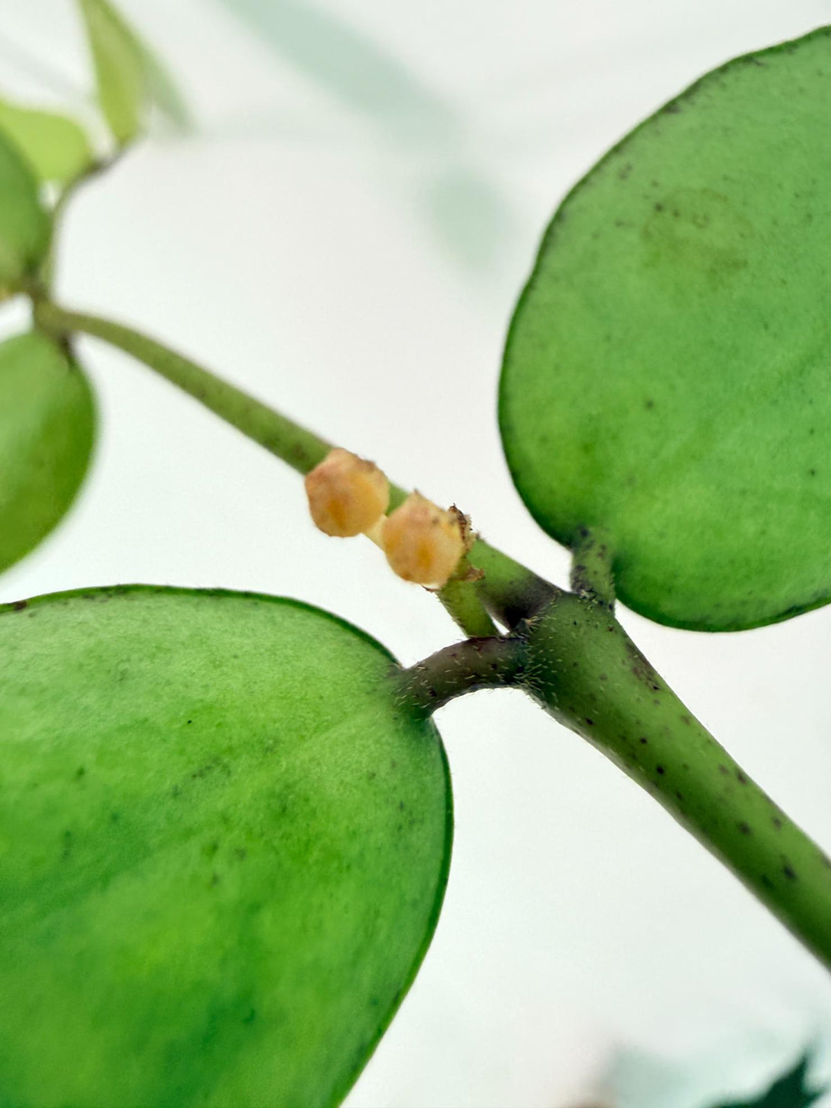 Hoya Burmanica 12