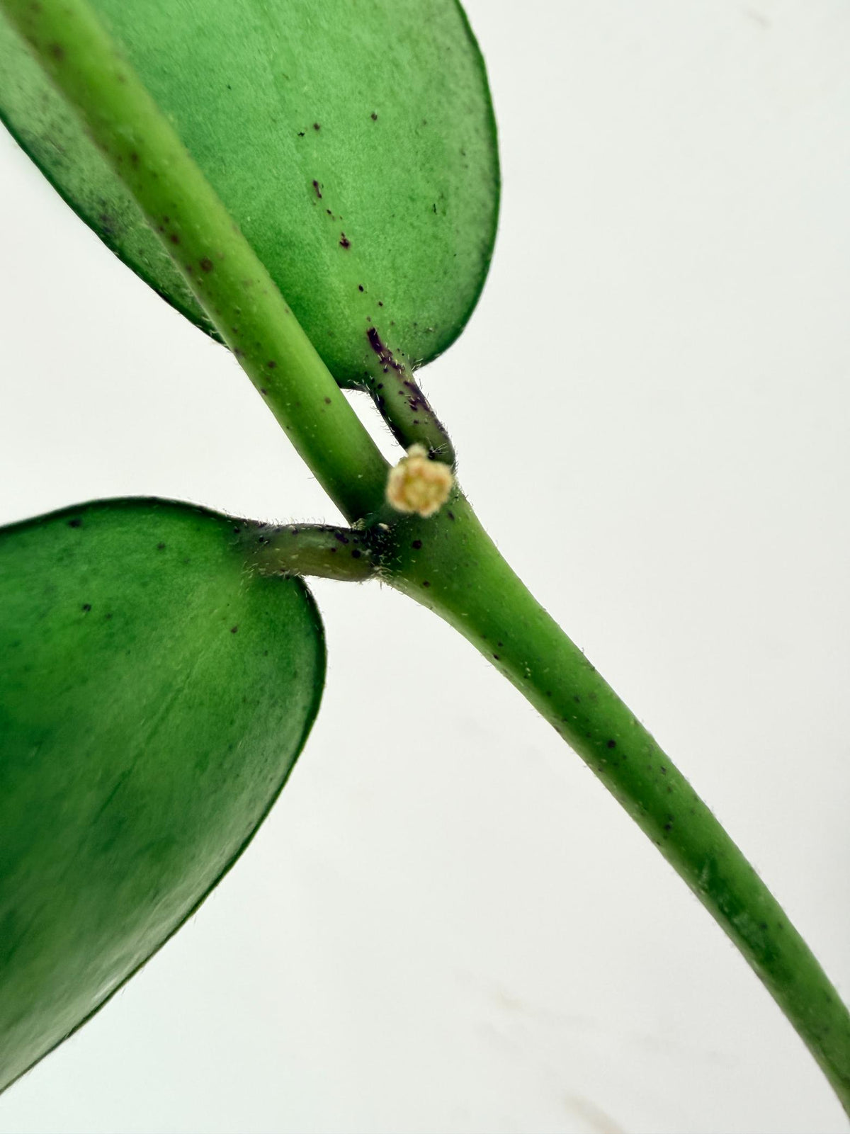 Hoya Burmanica 13