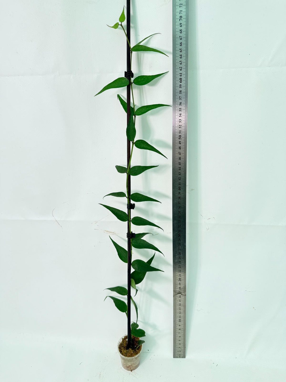 Hoya Burmanica 01