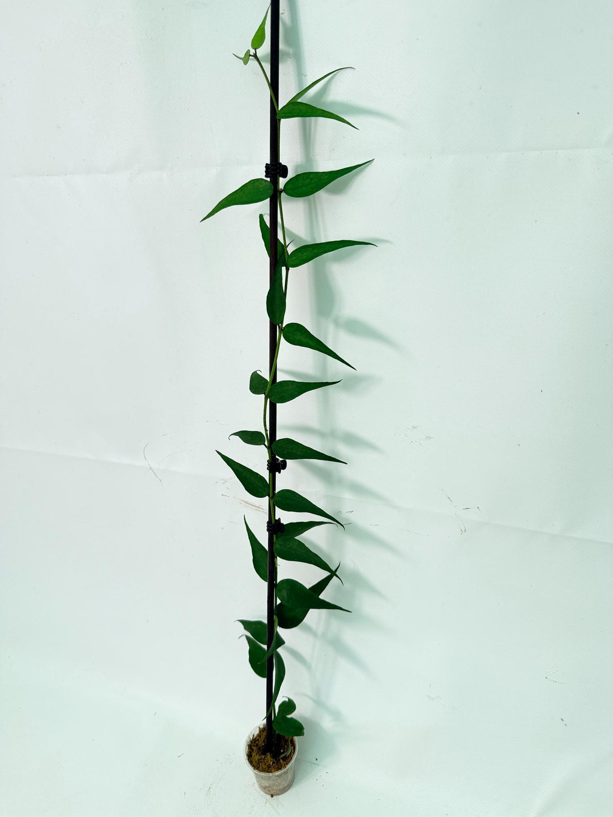 Hoya Burmanica 06