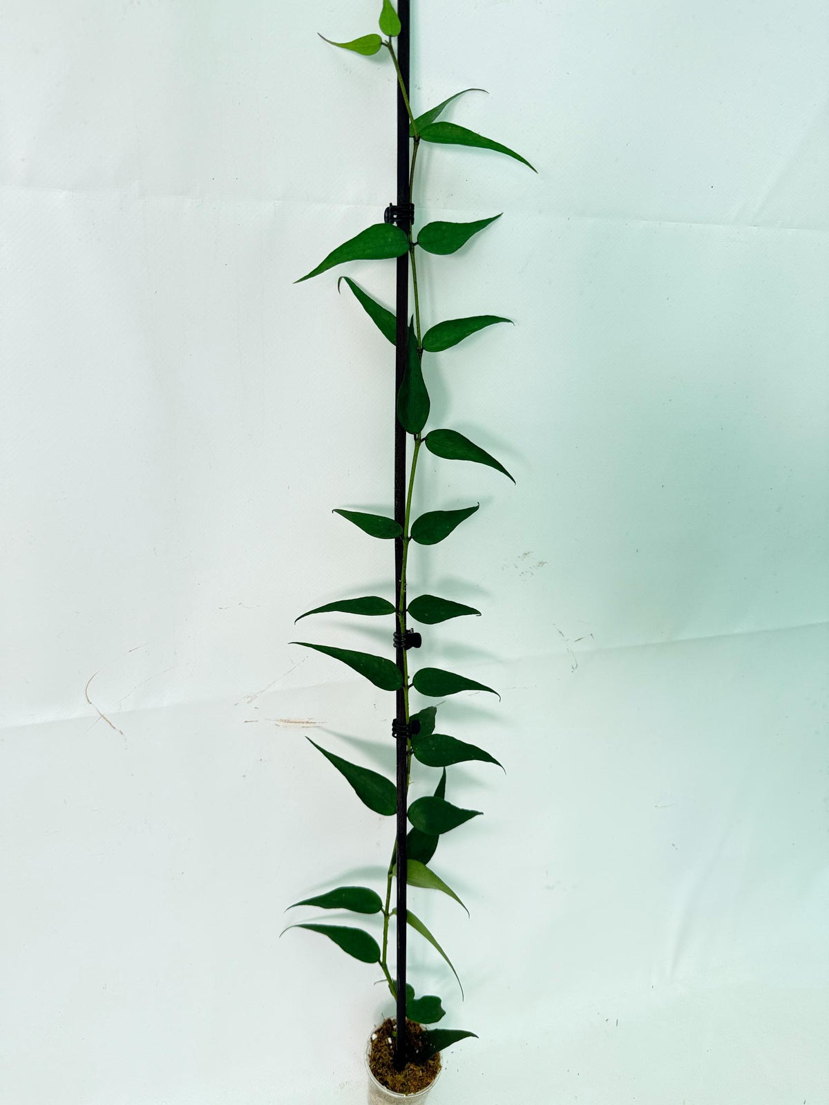 Hoya Burmanica 11