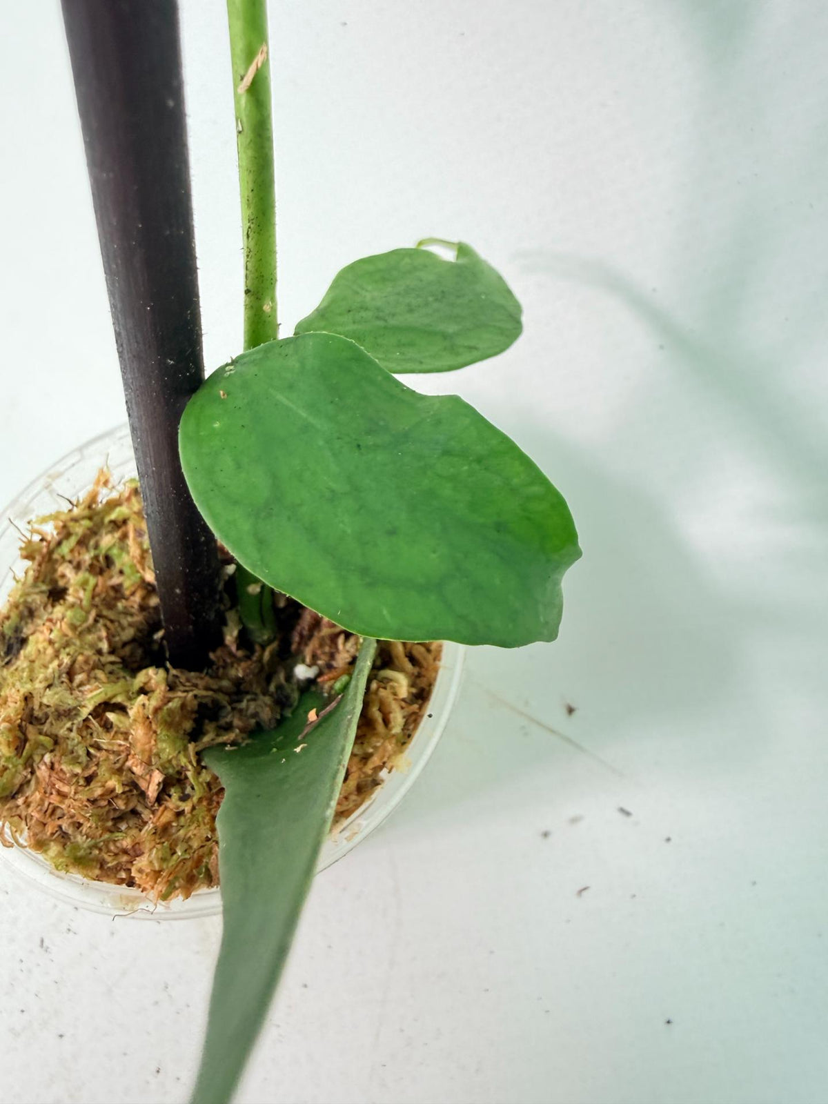 Hoya Burmanica 02