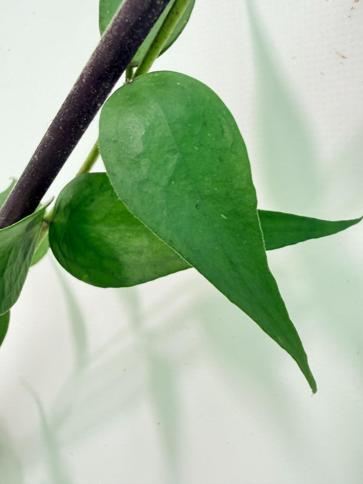 Hoya Burmanica 03