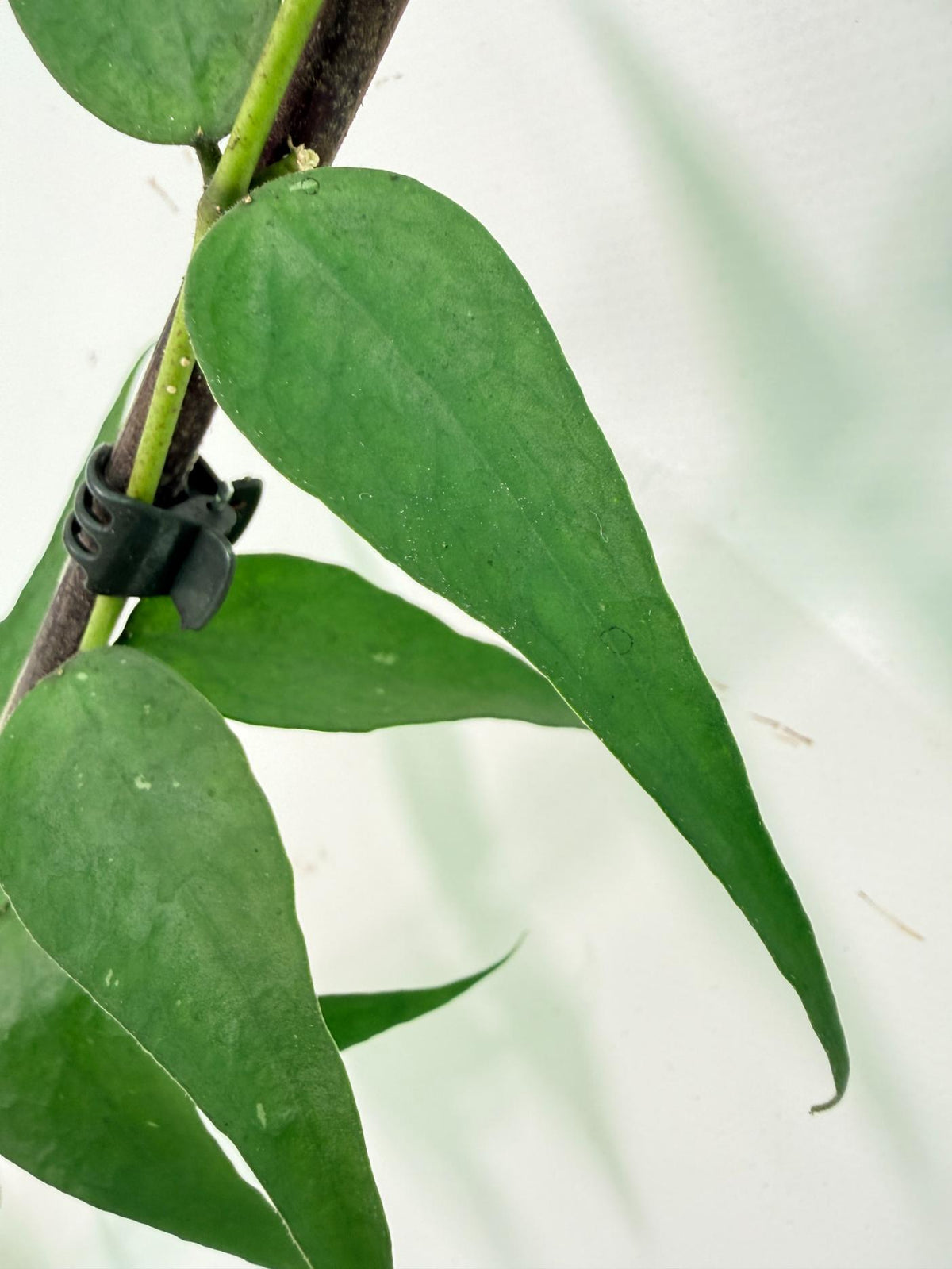 Hoya Burmanica 04