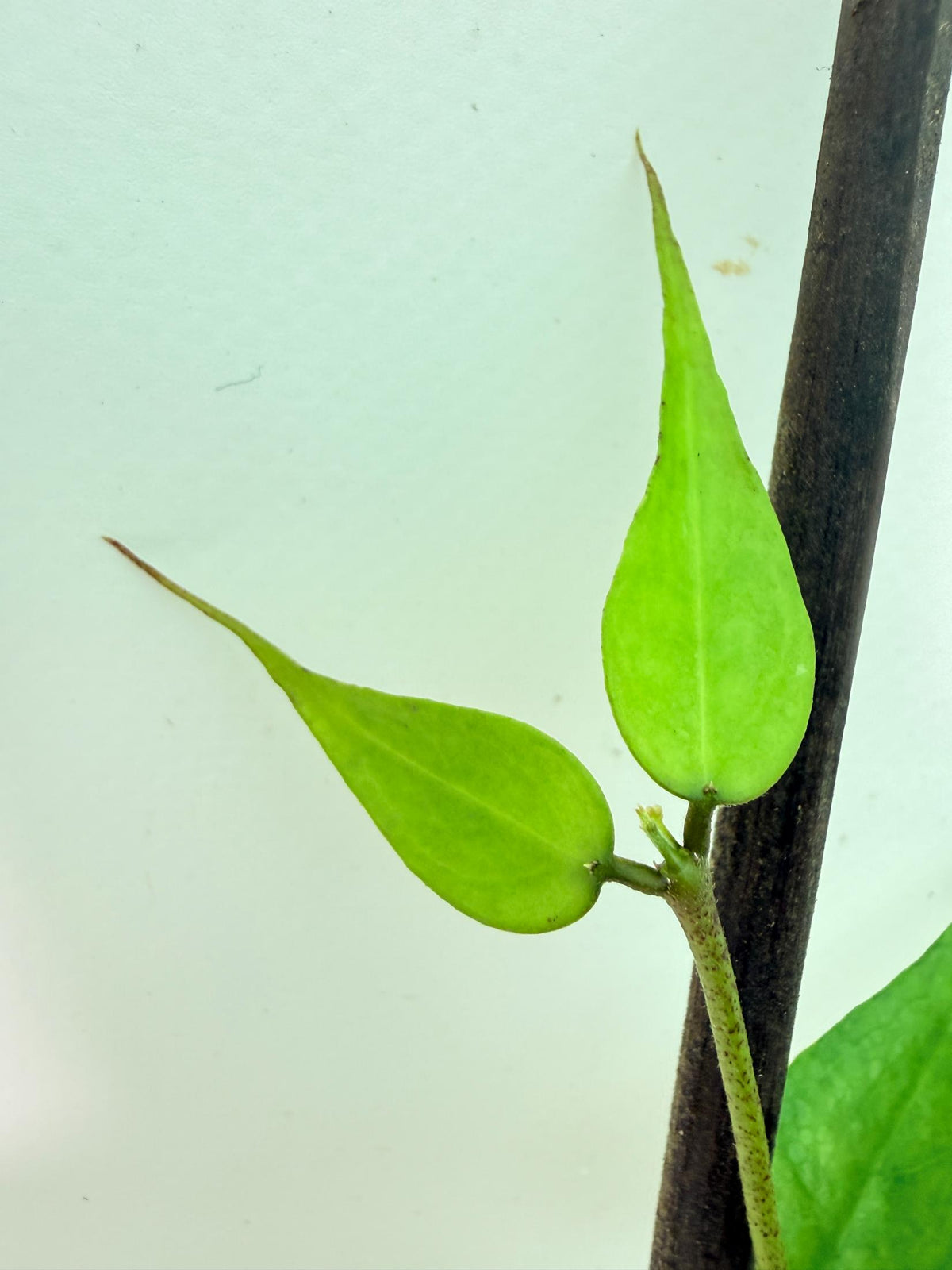 Hoya Burmanica 05