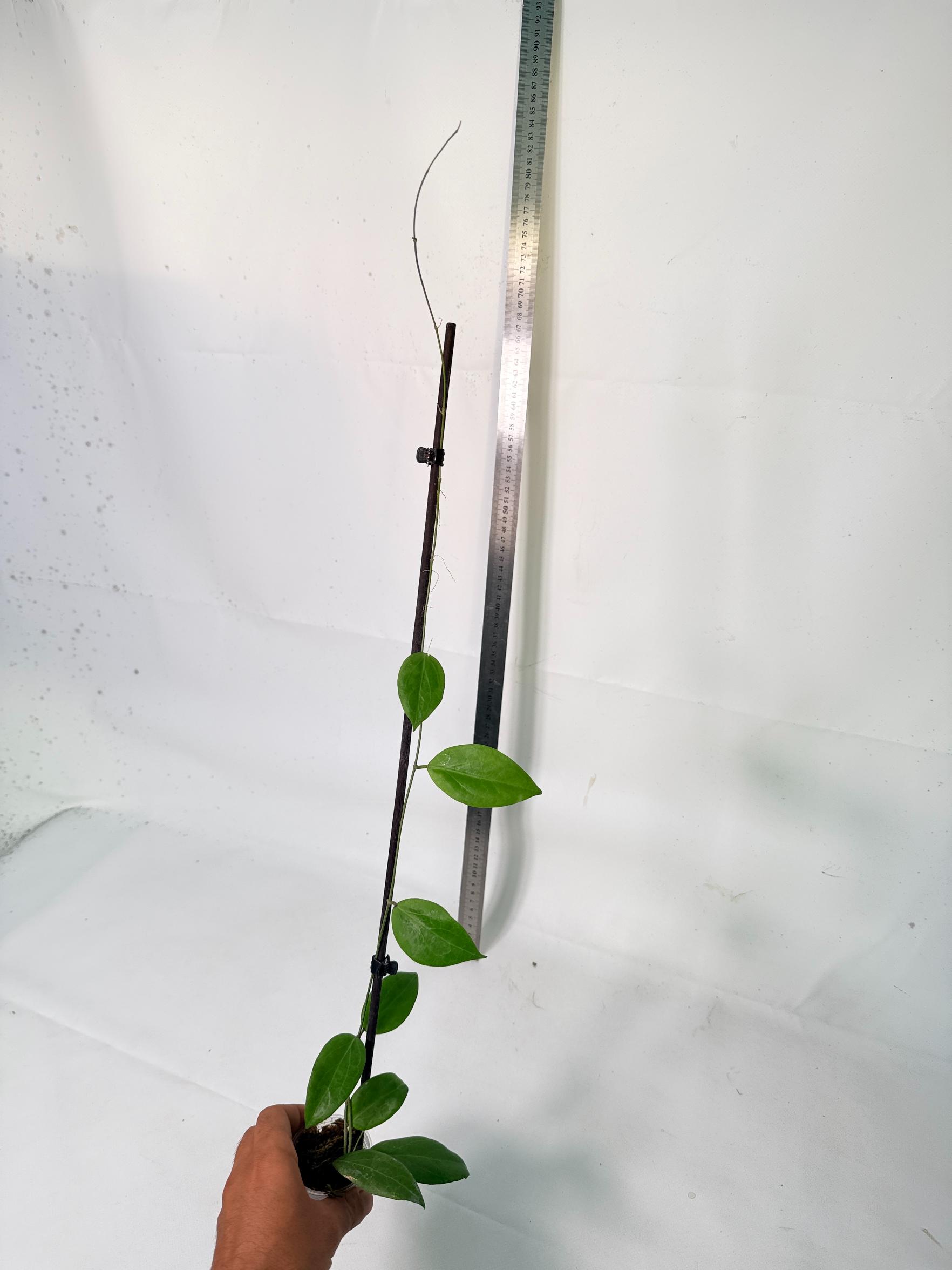 Hoya Camphorifolia 9