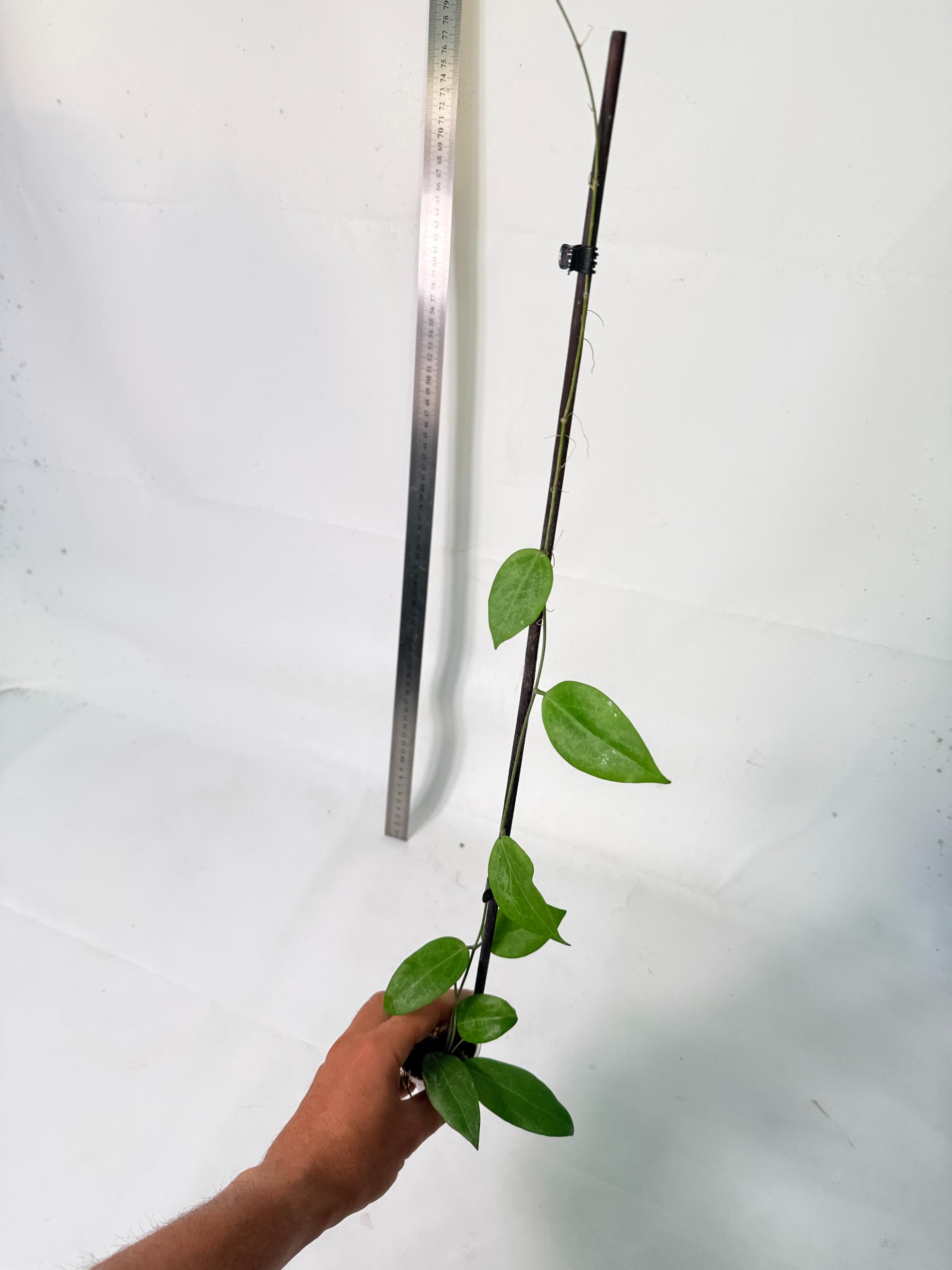 Hoya Camphorifolia 10