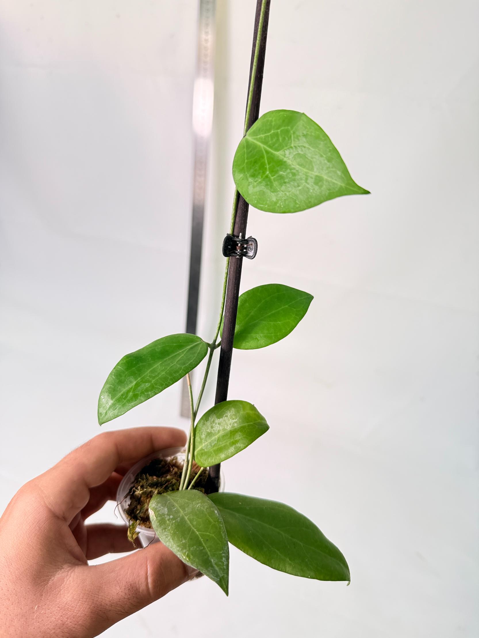 Hoya Camphorifolia 3