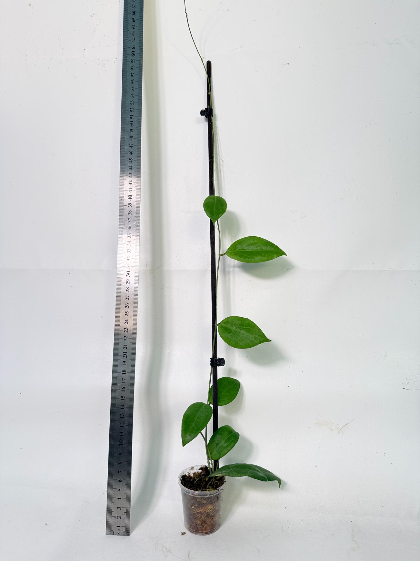 Hoya Camphorifolia 1