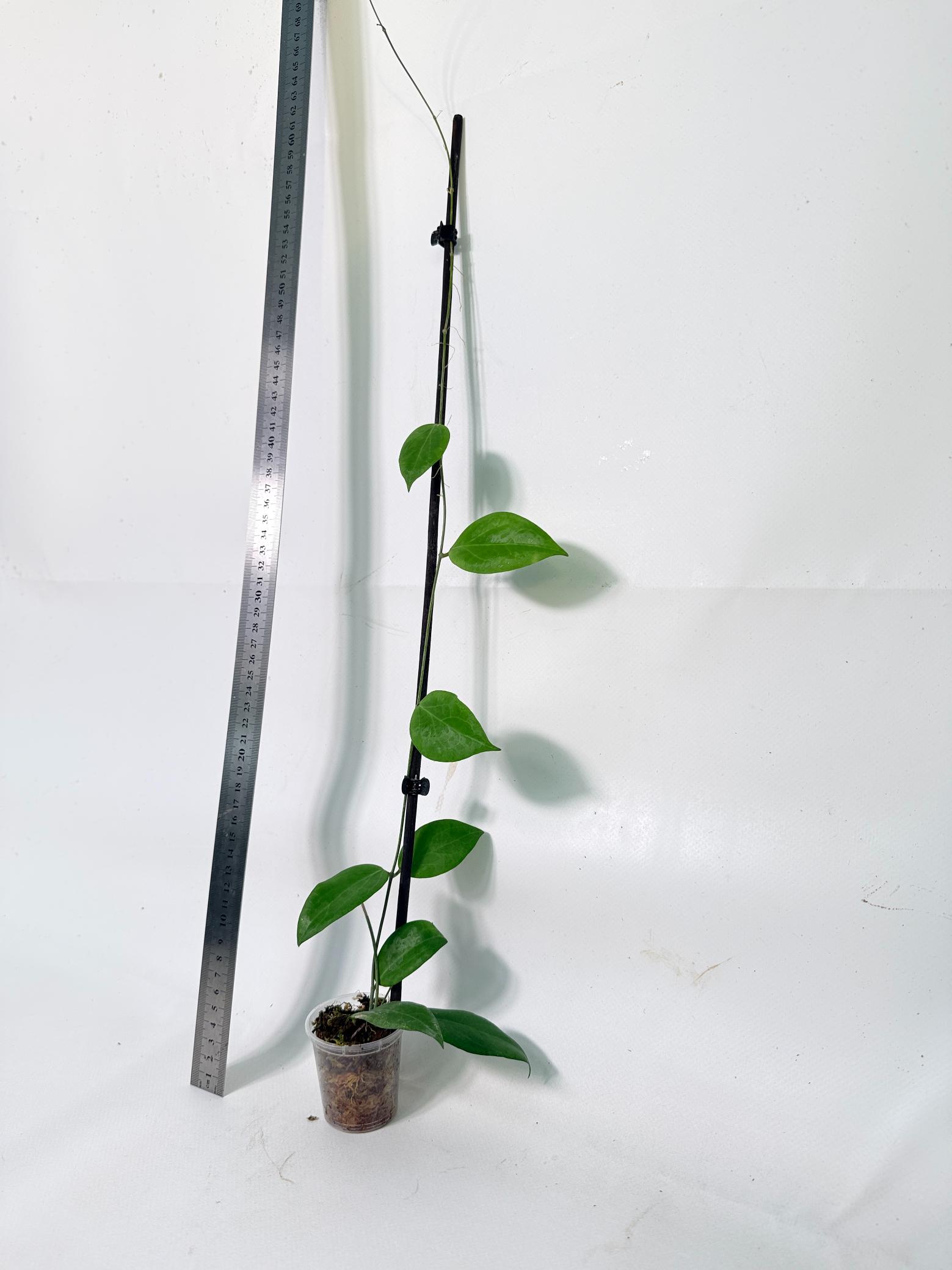Hoya Camphorifolia 4