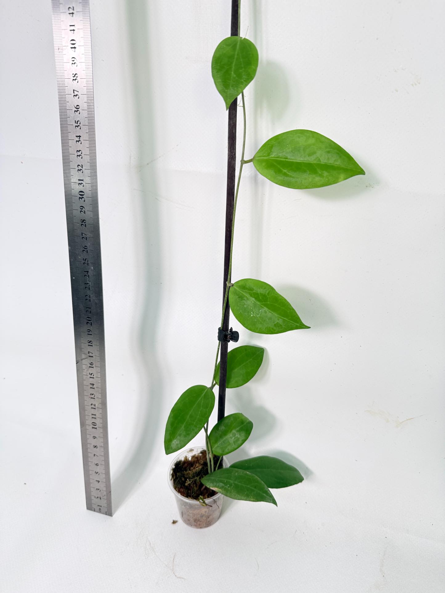 Hoya Camphorifolia 6