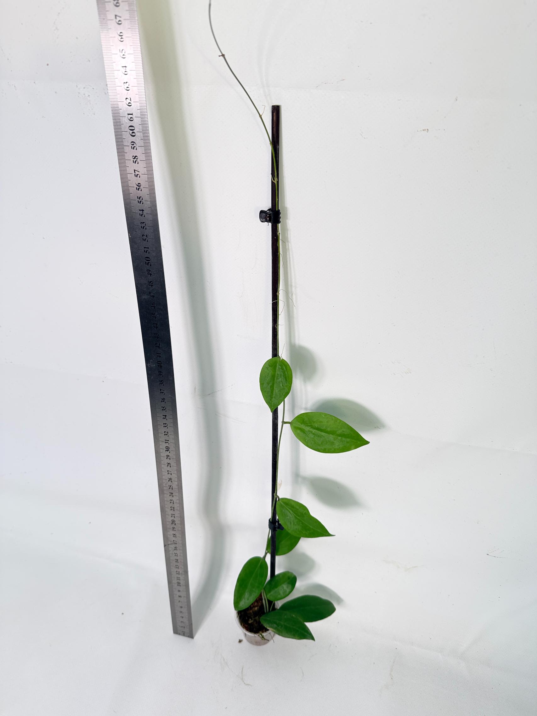 Hoya Camphorifolia 7