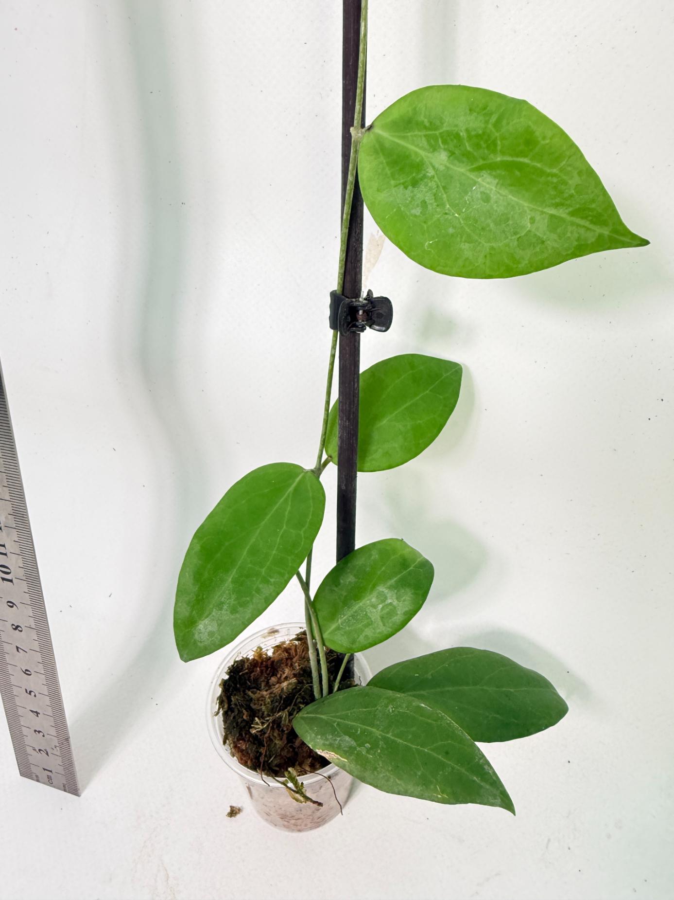 Hoya Camphorifolia 2