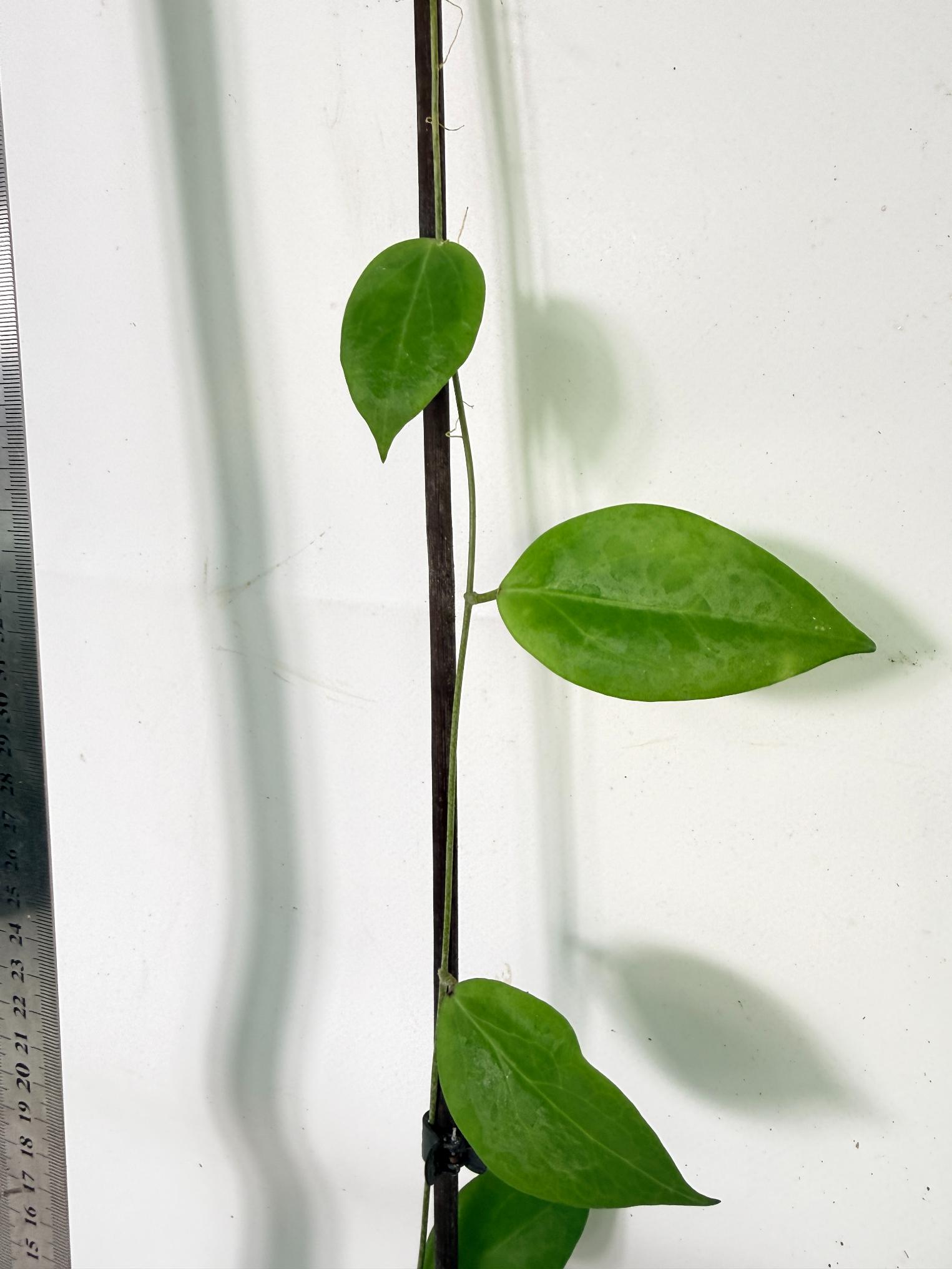 Hoya Camphorifolia 8