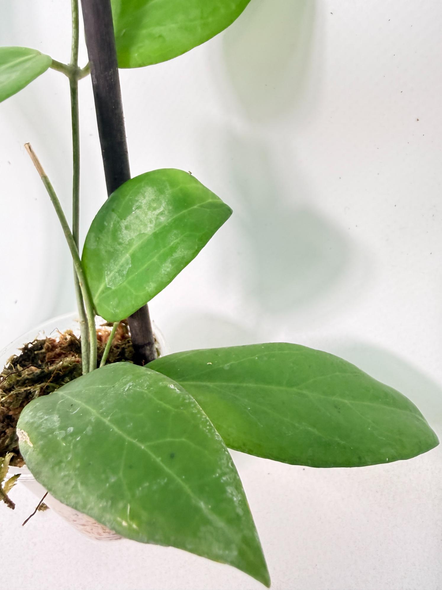 Hoya Camphorifolia 5