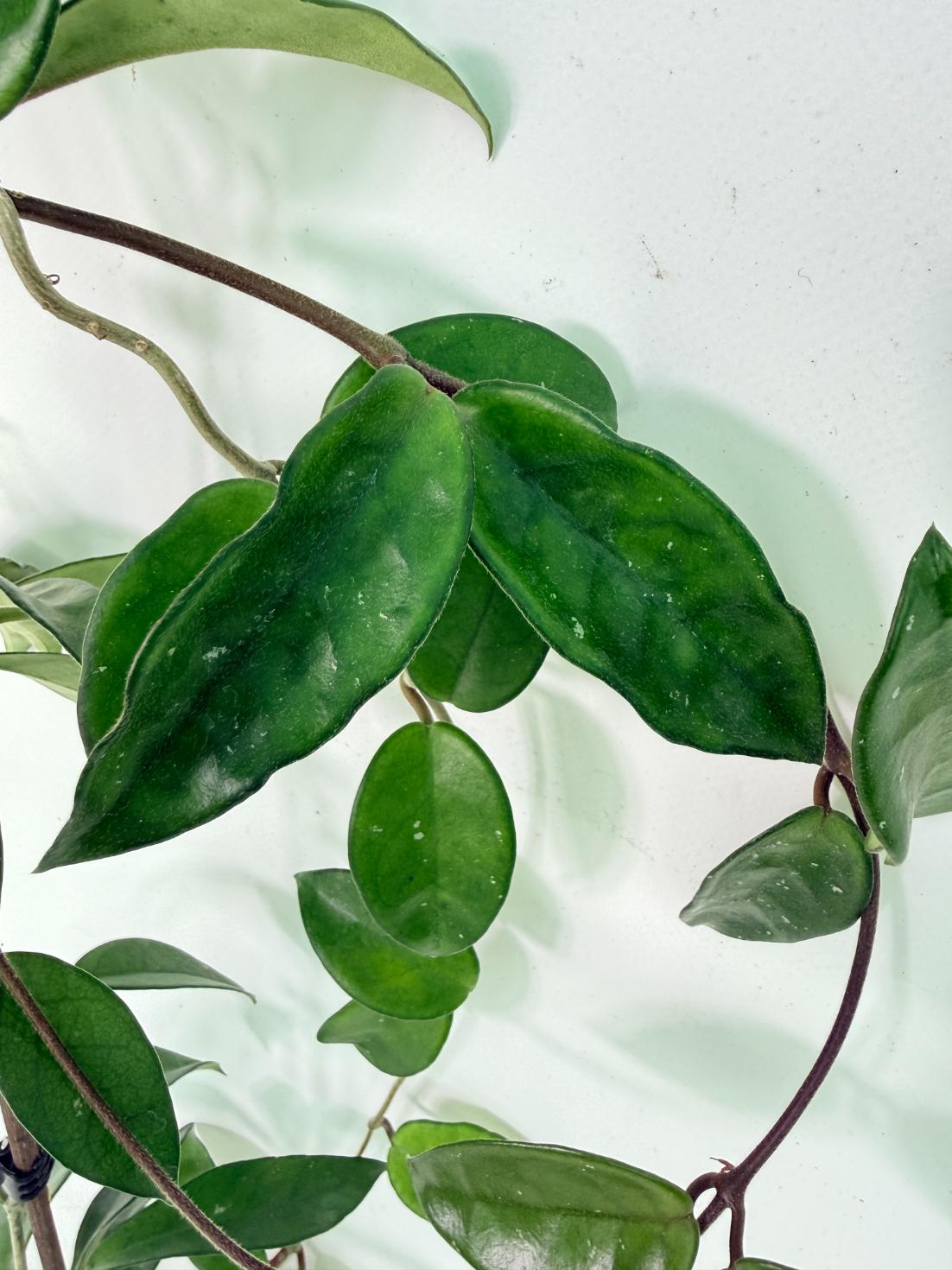 Hoya Carnosa 07