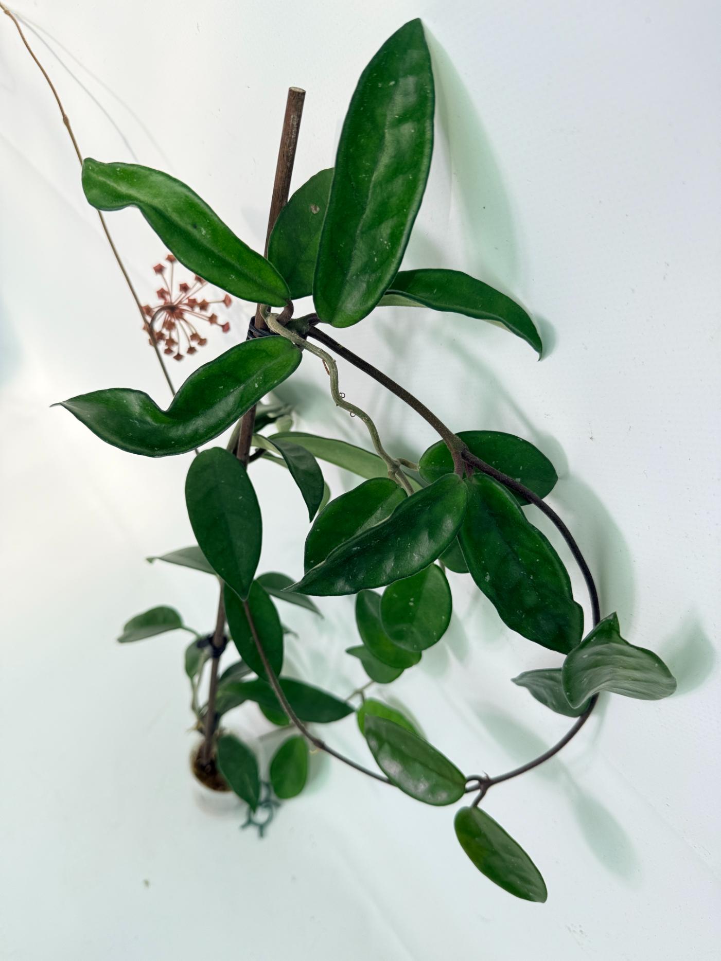 Hoya Carnosa 08