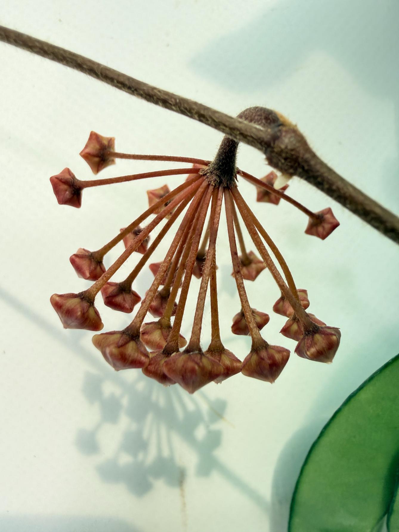 Hoya Carnosa 09
