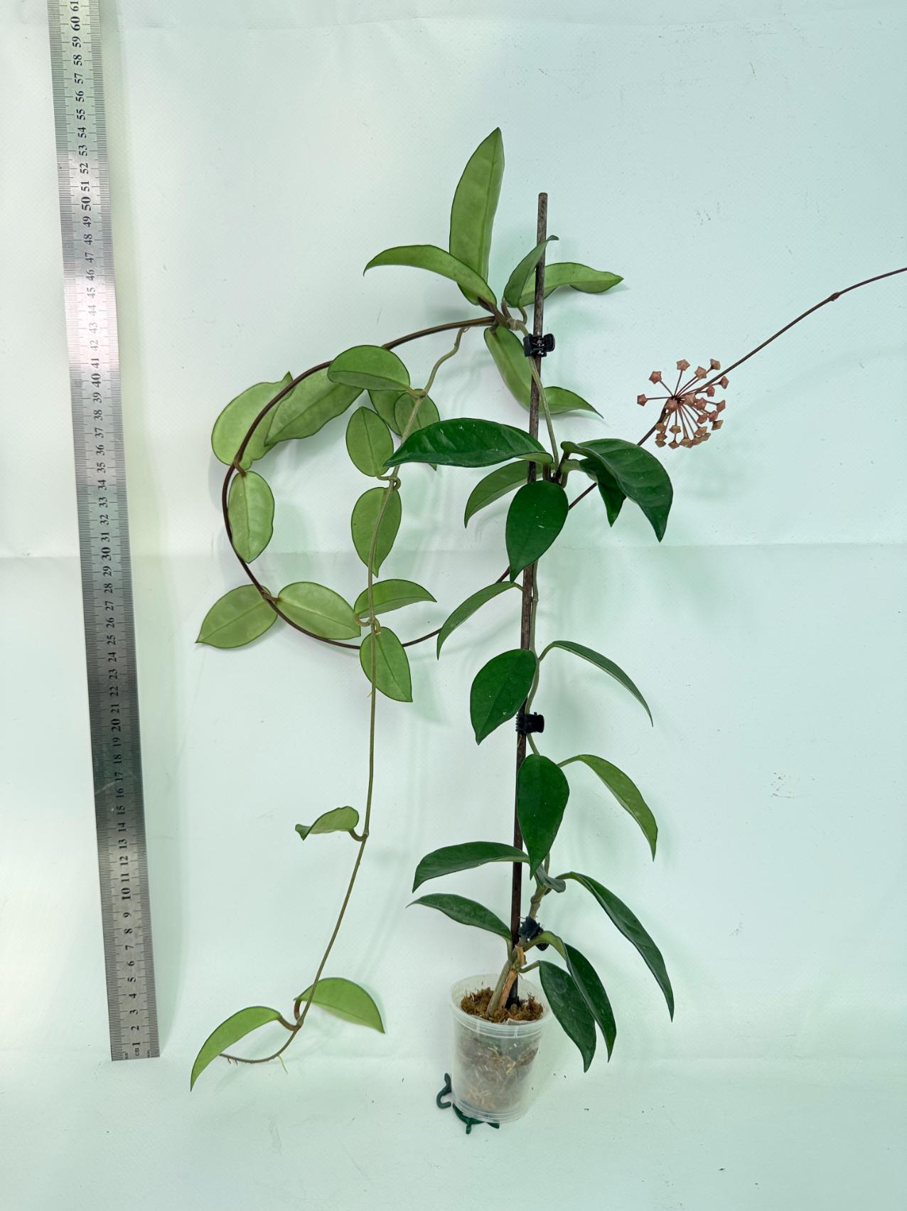 Hoya Carnosa 02