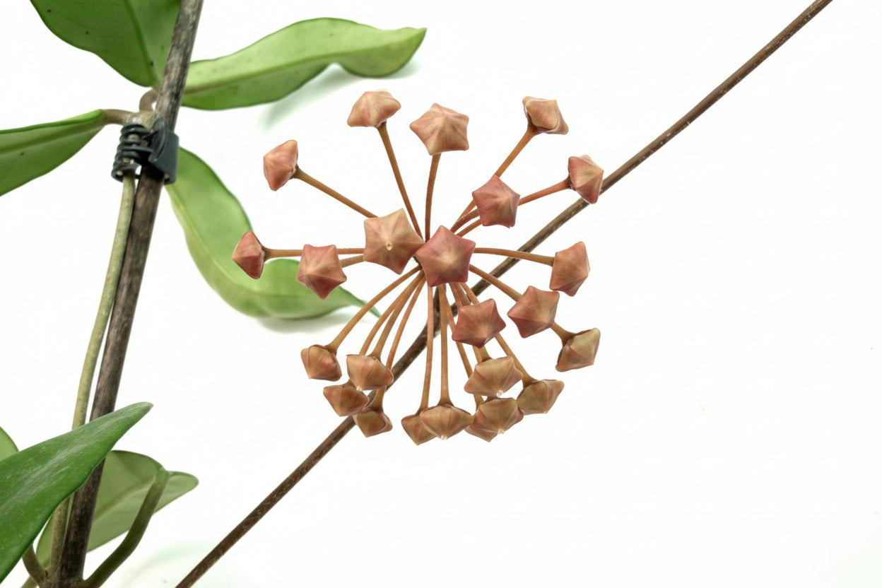 Hoya Carnosa 01