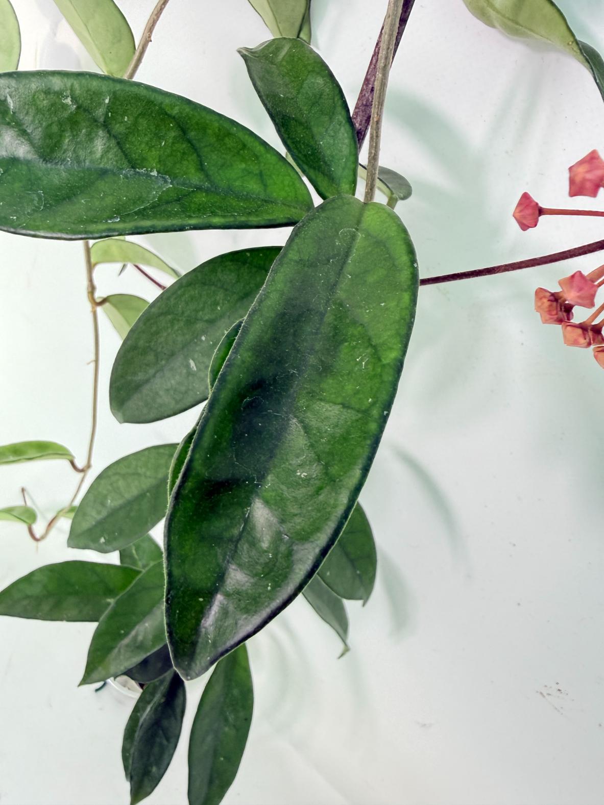 Hoya Carnosa 04