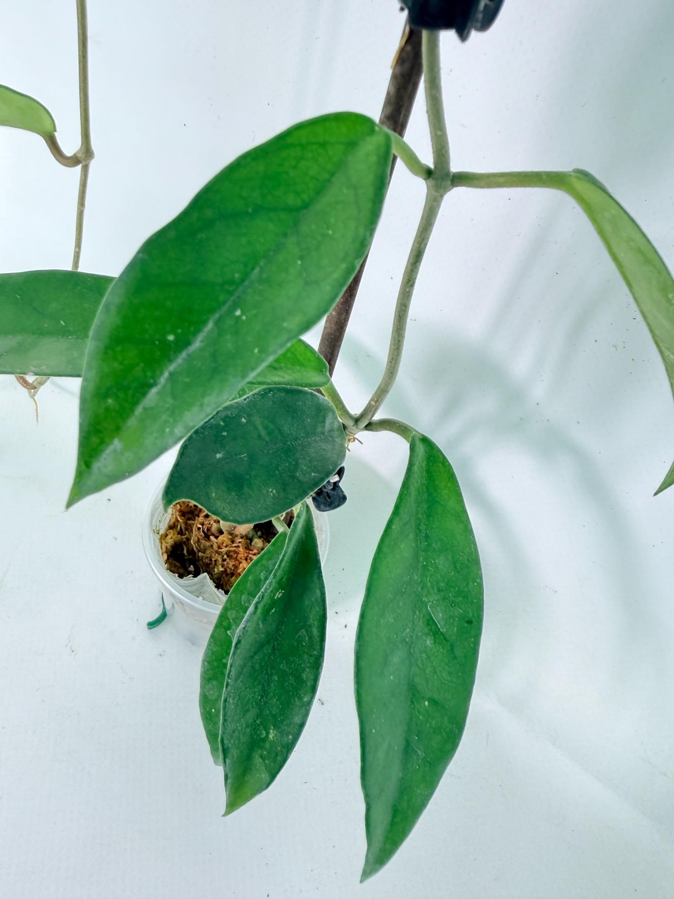 Hoya Carnosa 05