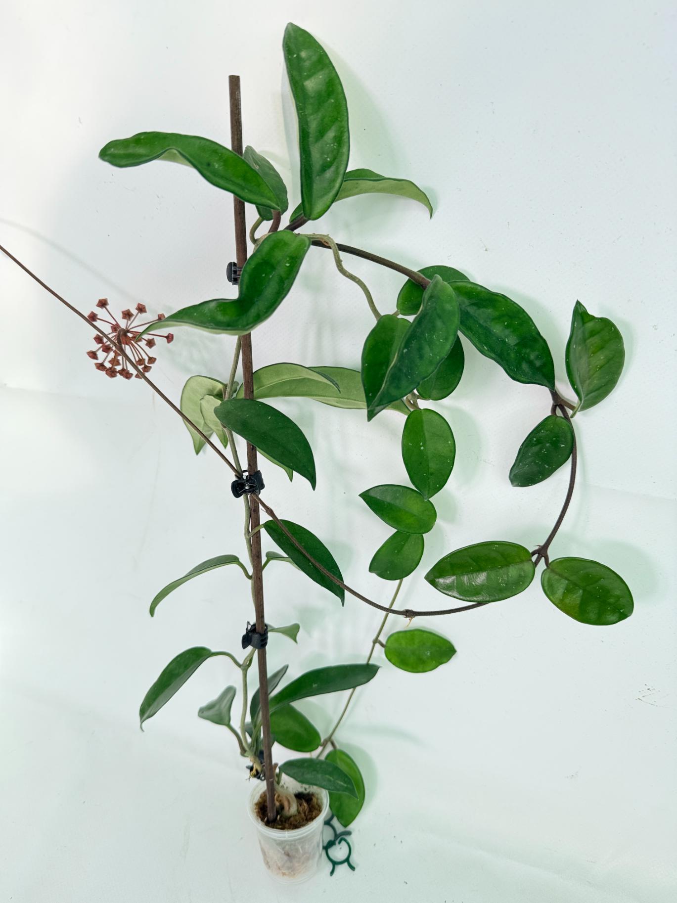 Hoya Carnosa 06