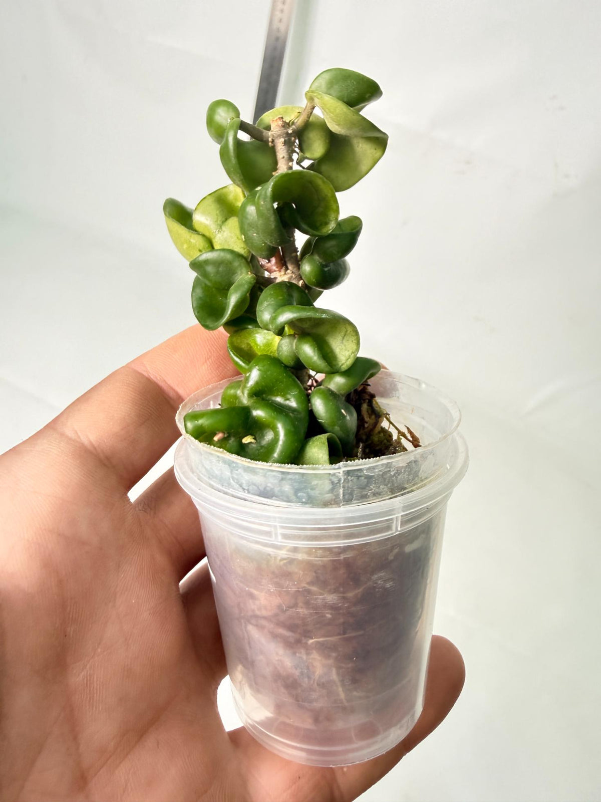 Hoya Carnosa Compacta New 6