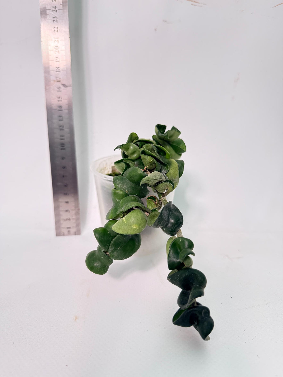 Hoya carnosa Compacta new 5