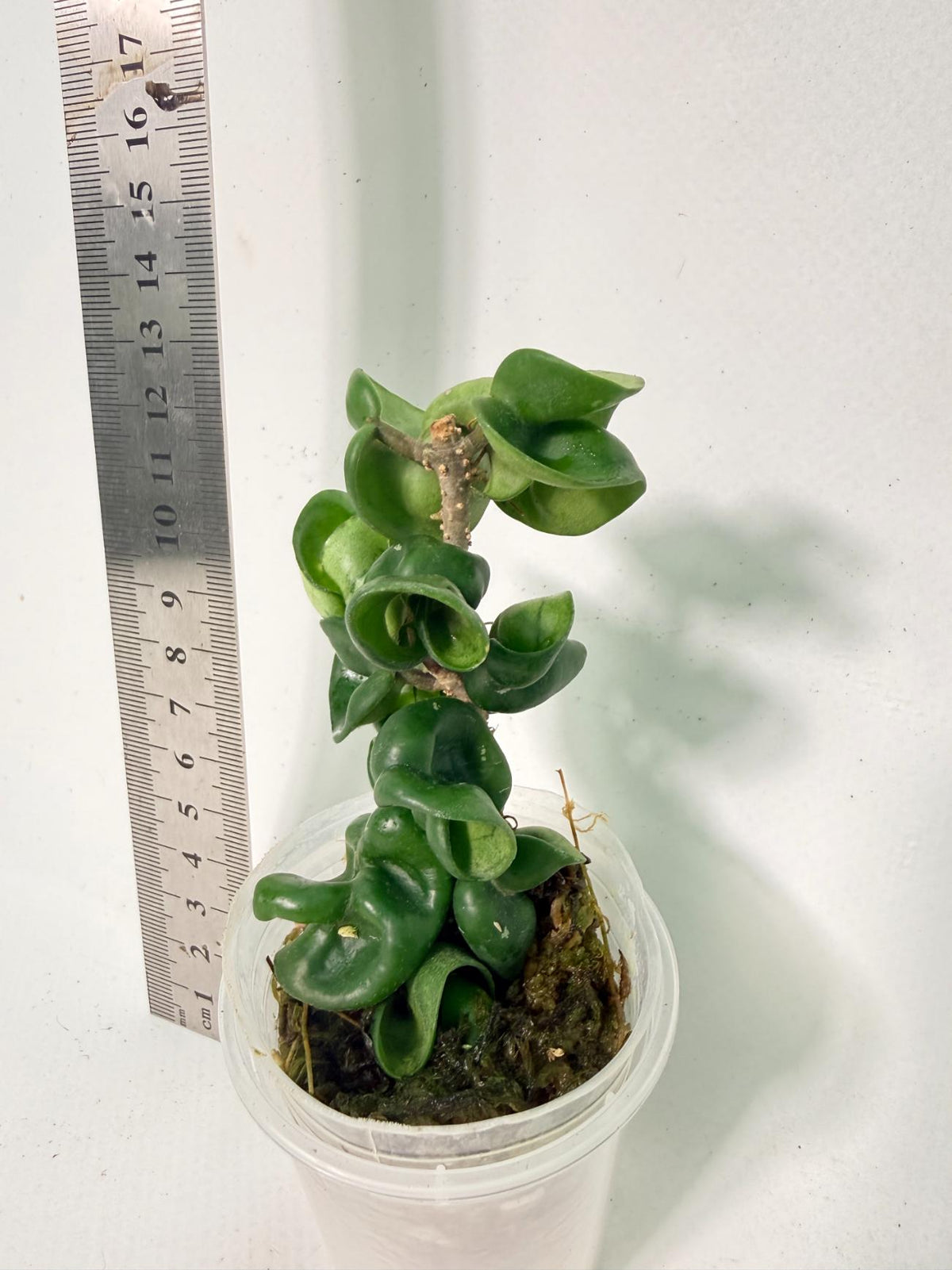 Hoya Carnosa Compacta New 3