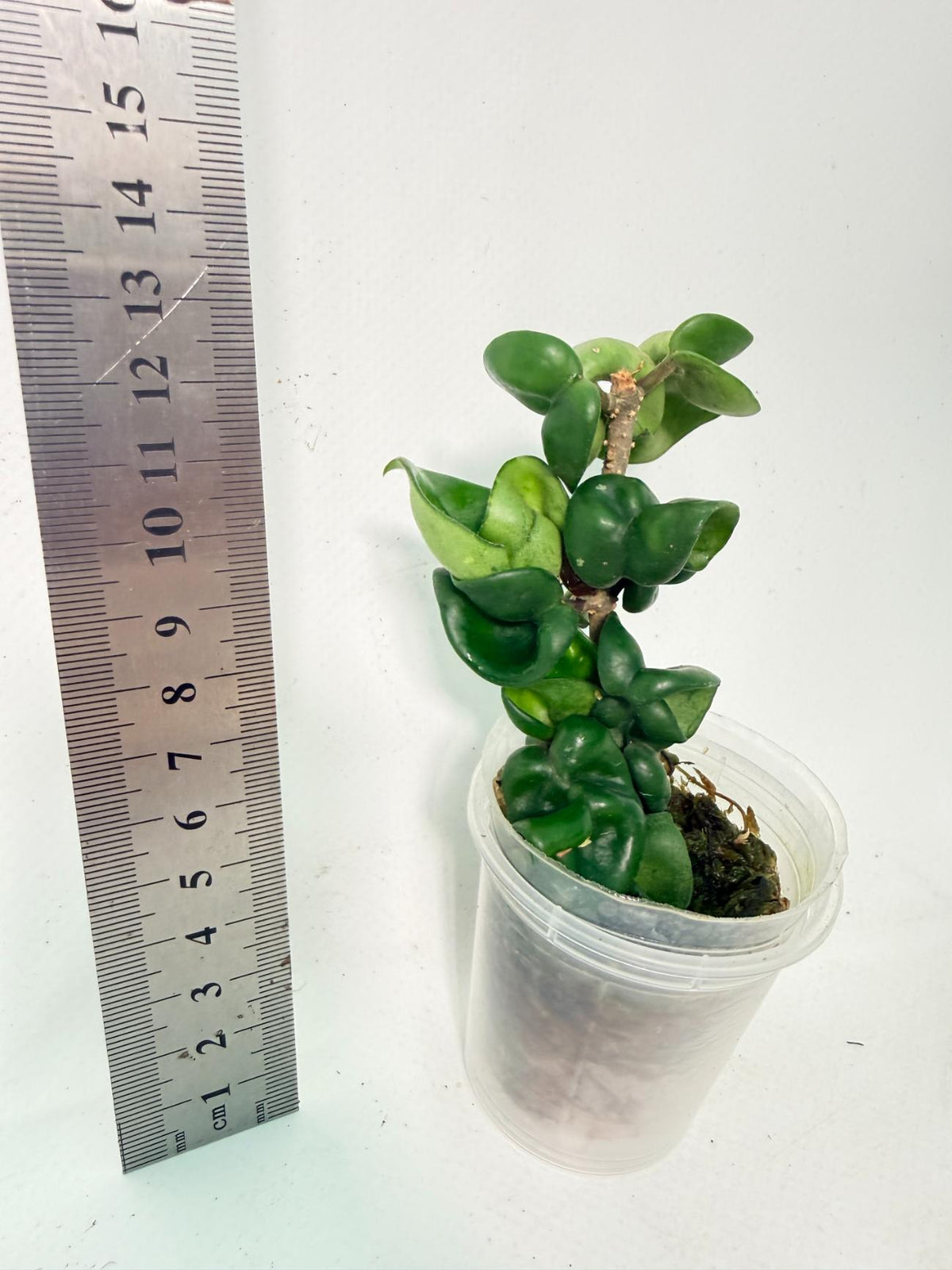 Hoya Carnosa Compacta New 4
