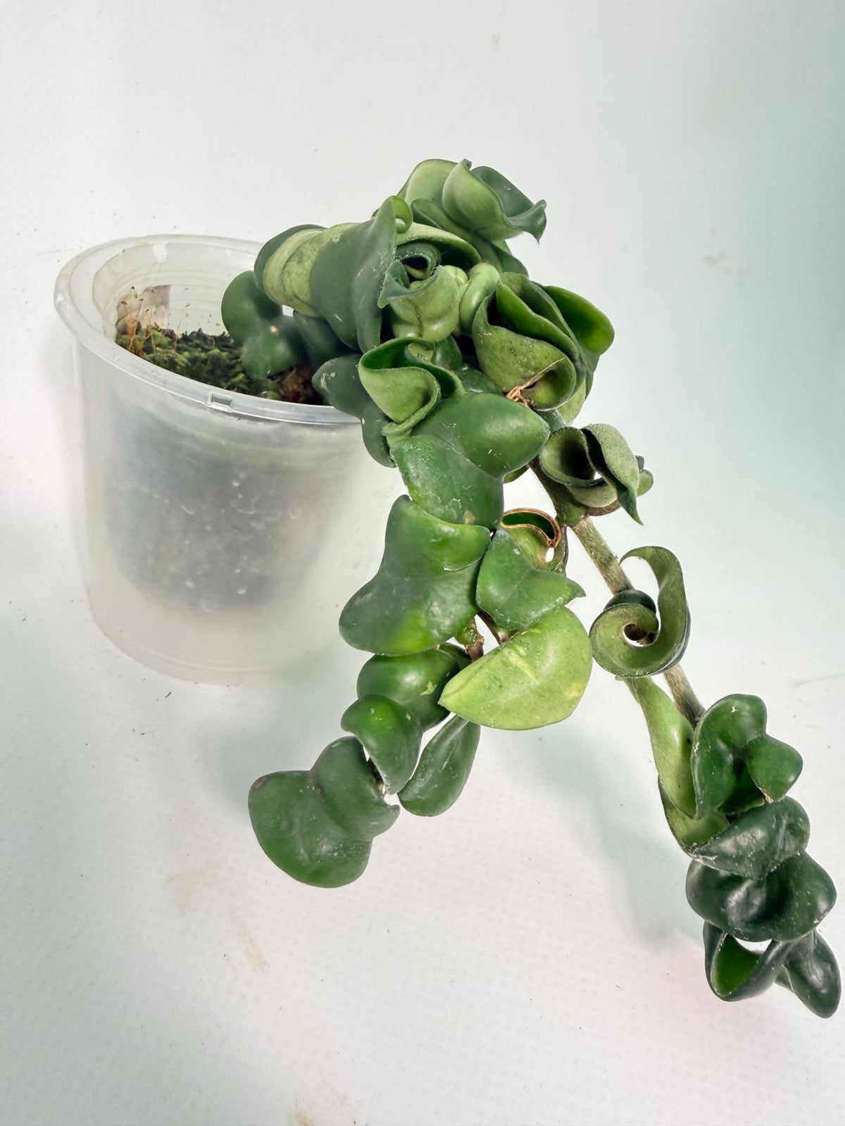Hoya carnosa Compacta new 7
