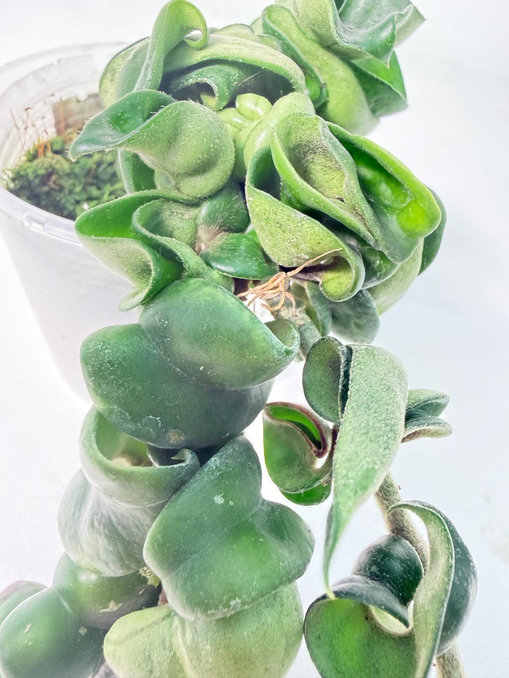 Hoya carnosa Compacta new 1