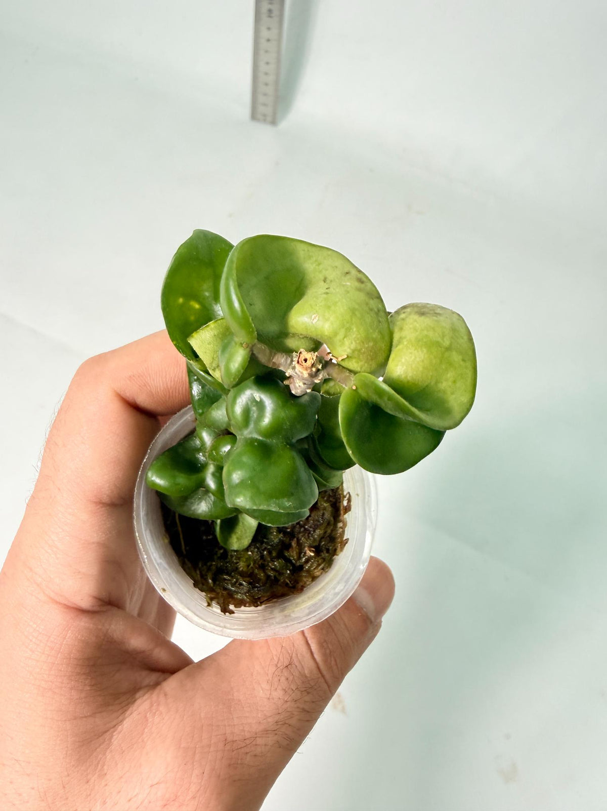 Hoya Carnosa Compacta New 8