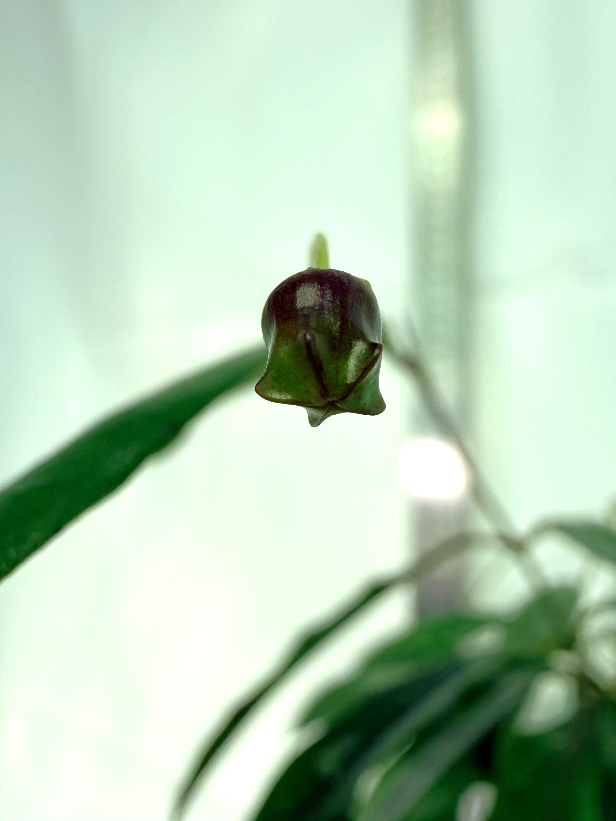 Hoya Chloranta with FLOWERS 2