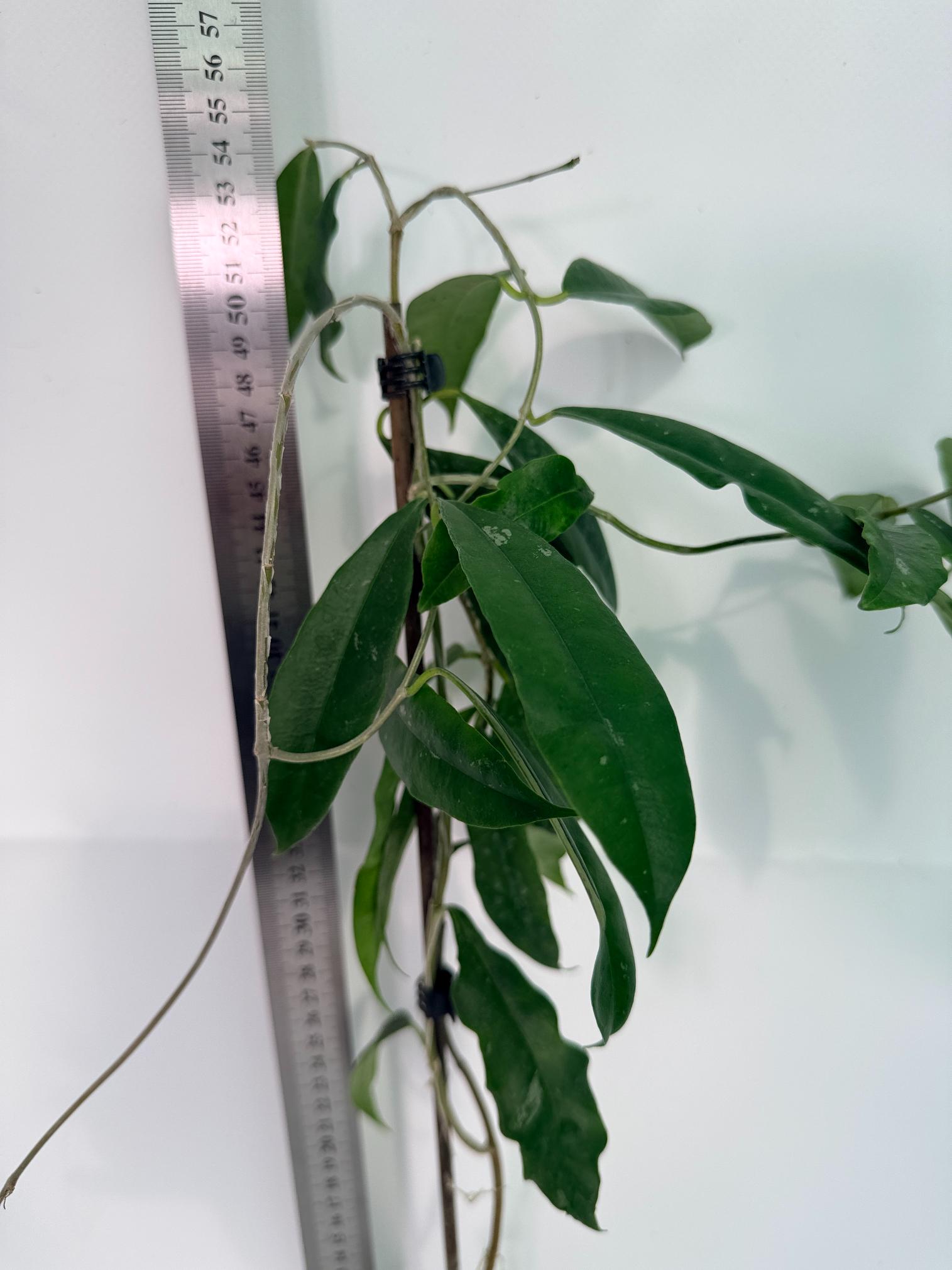 Hoya Chloranta with FLOWERS 4