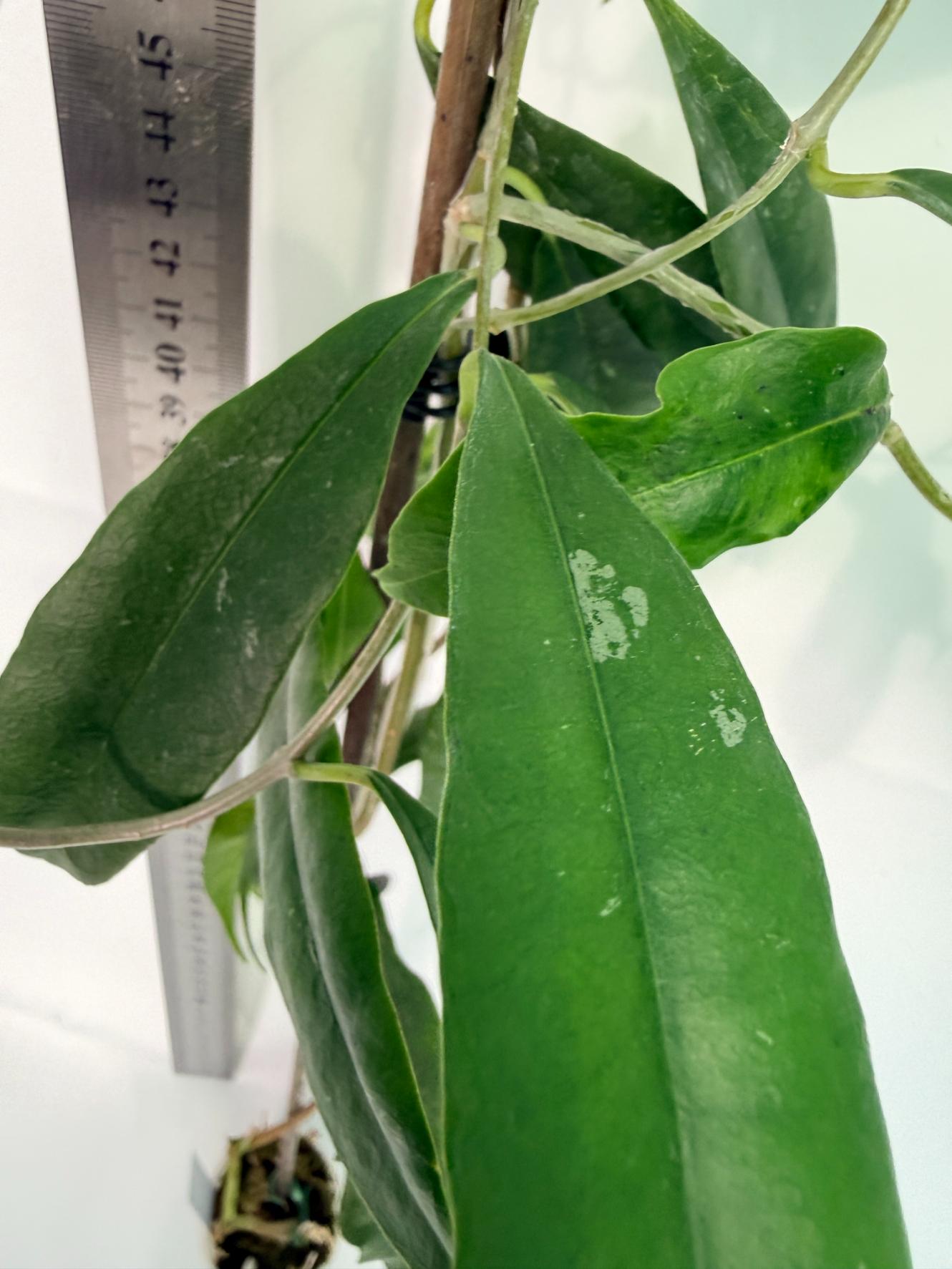 Hoya Chloranta with FLOWERS 5