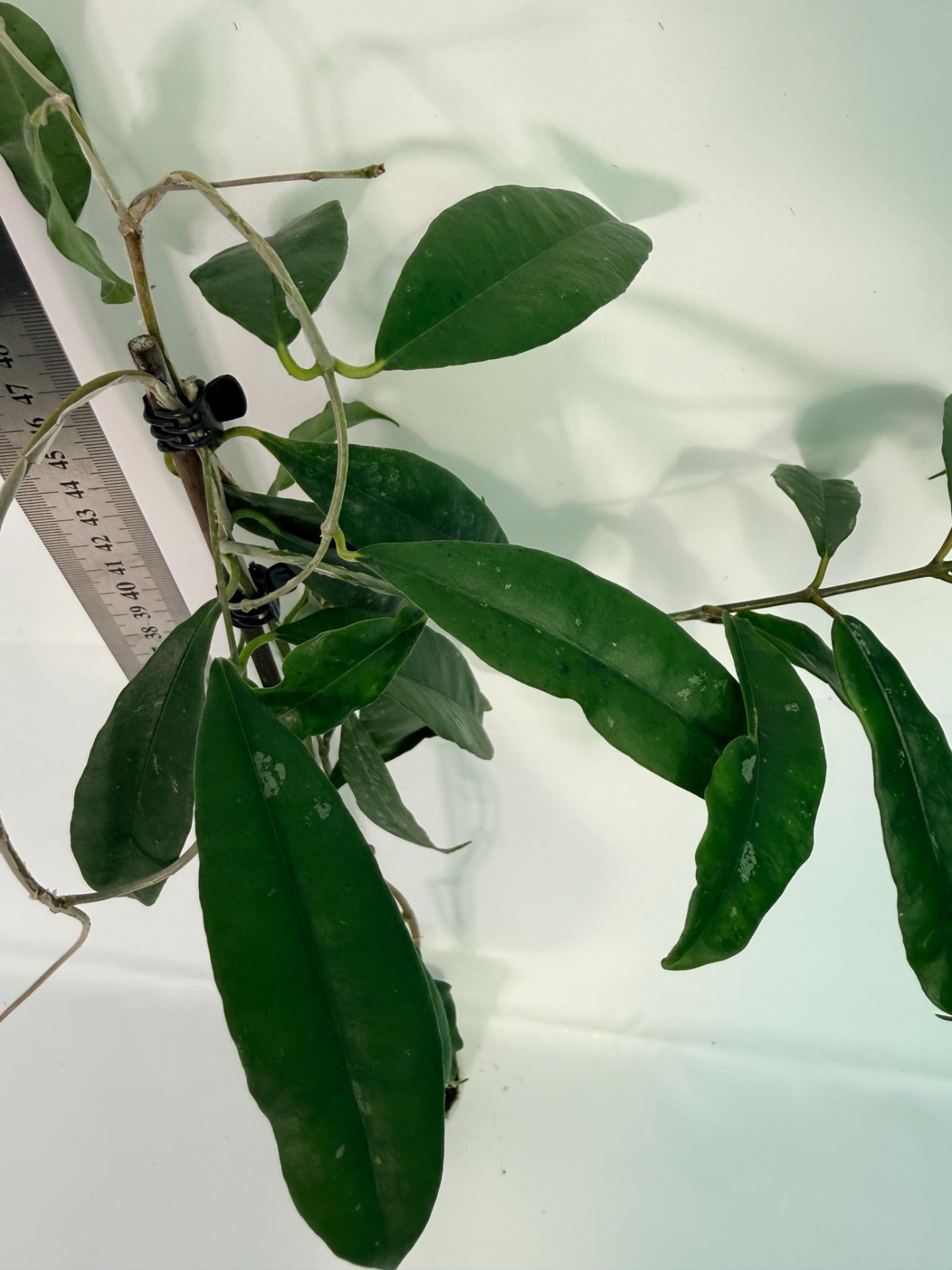 Hoya Chloranta with FLOWERS 9