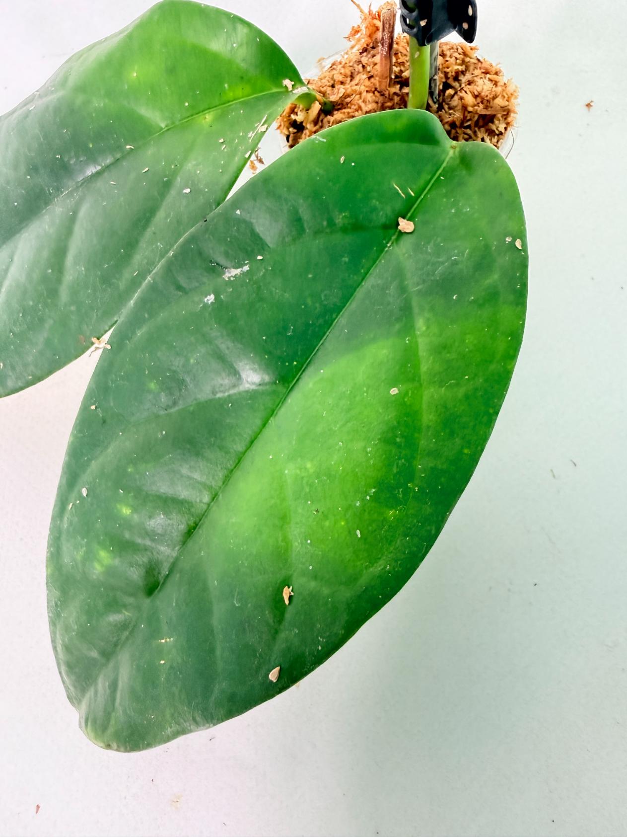 Hoya Coriacea 8