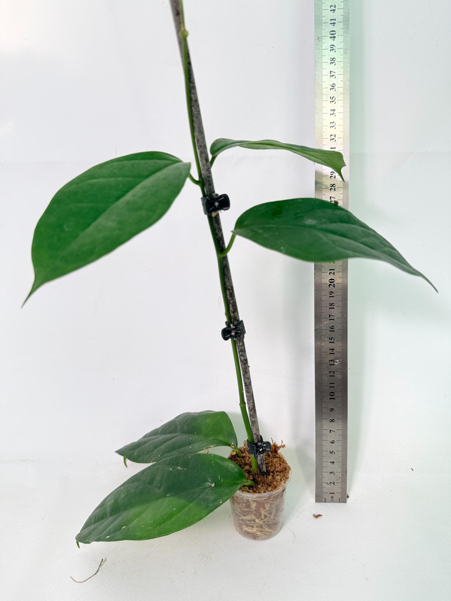Hoya Coriacea 1