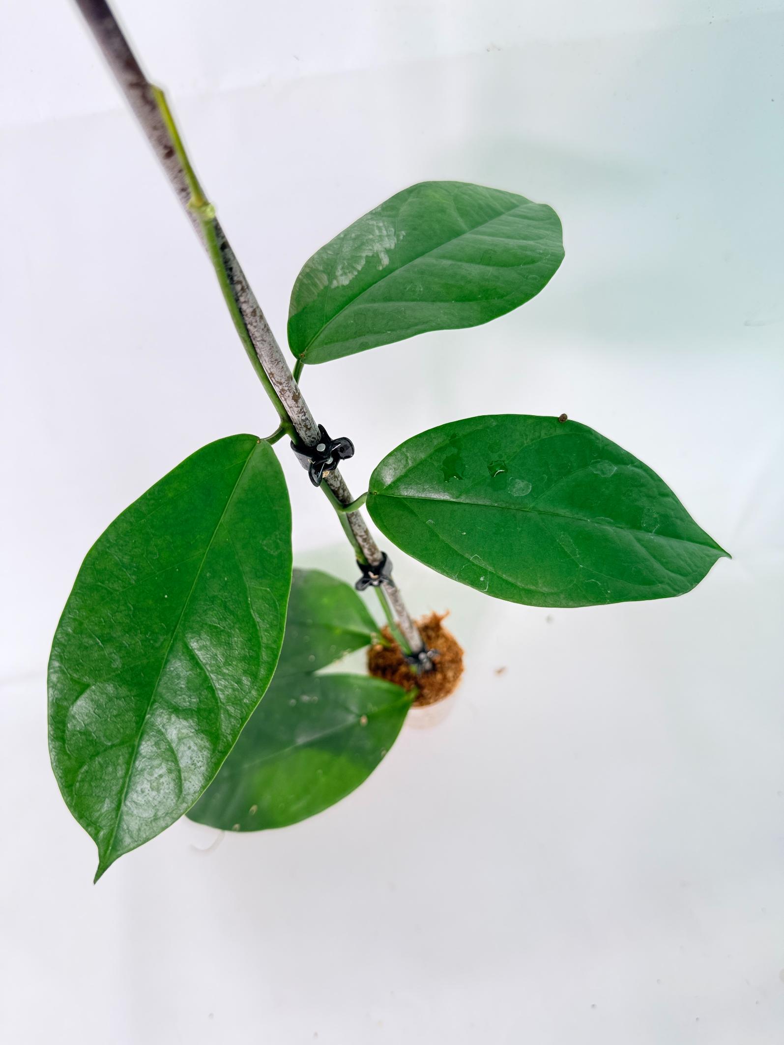 Hoya Coriacea 2