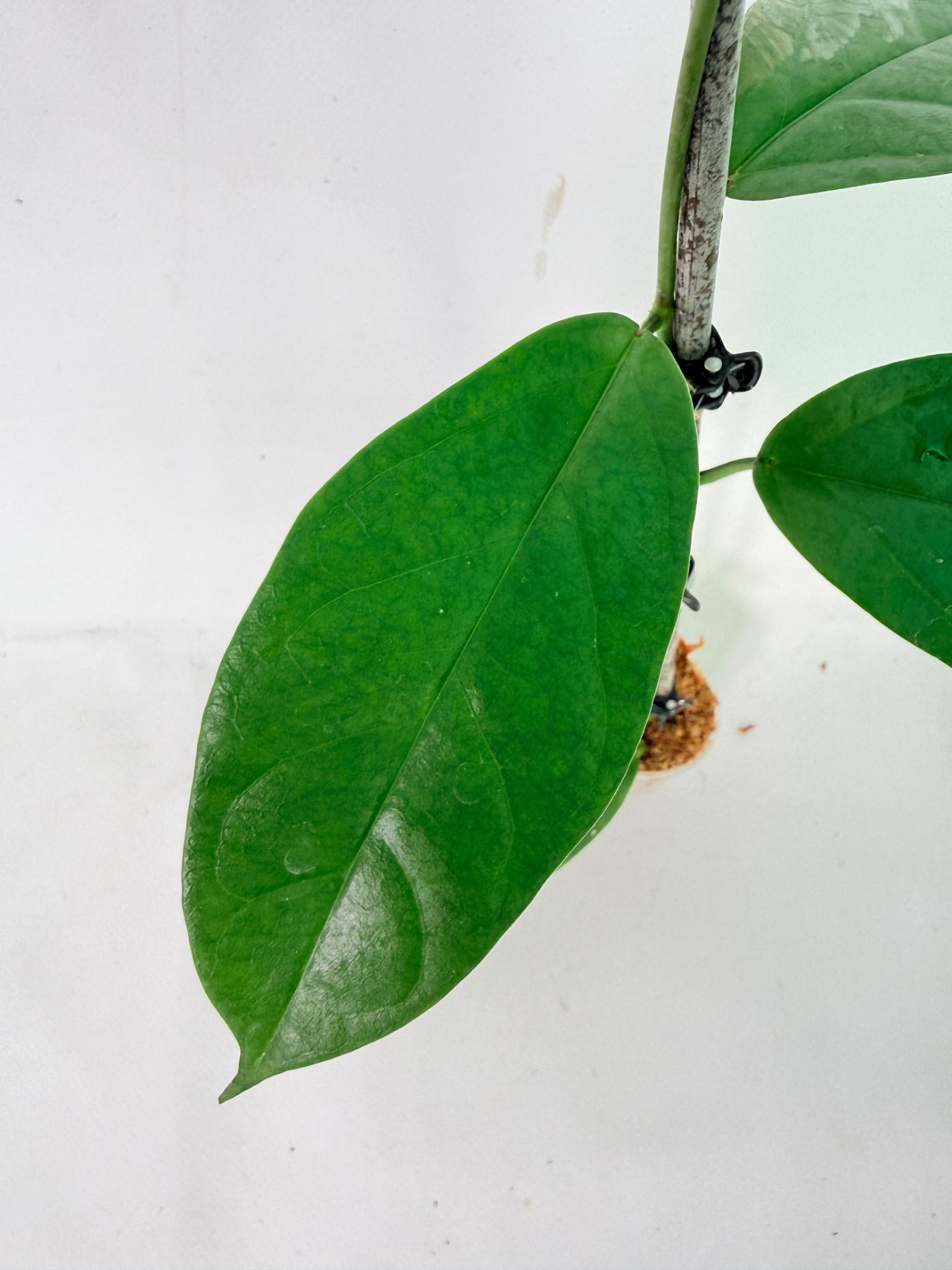 Hoya Coriacea 4
